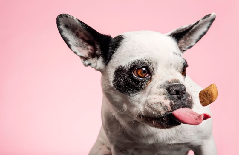 Sacramento dog with safe treat