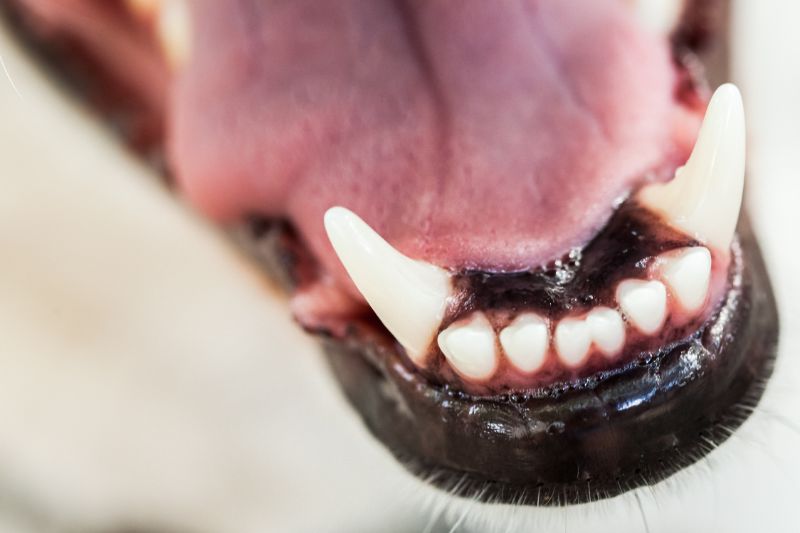 El Dorodo Hills dog's teeth