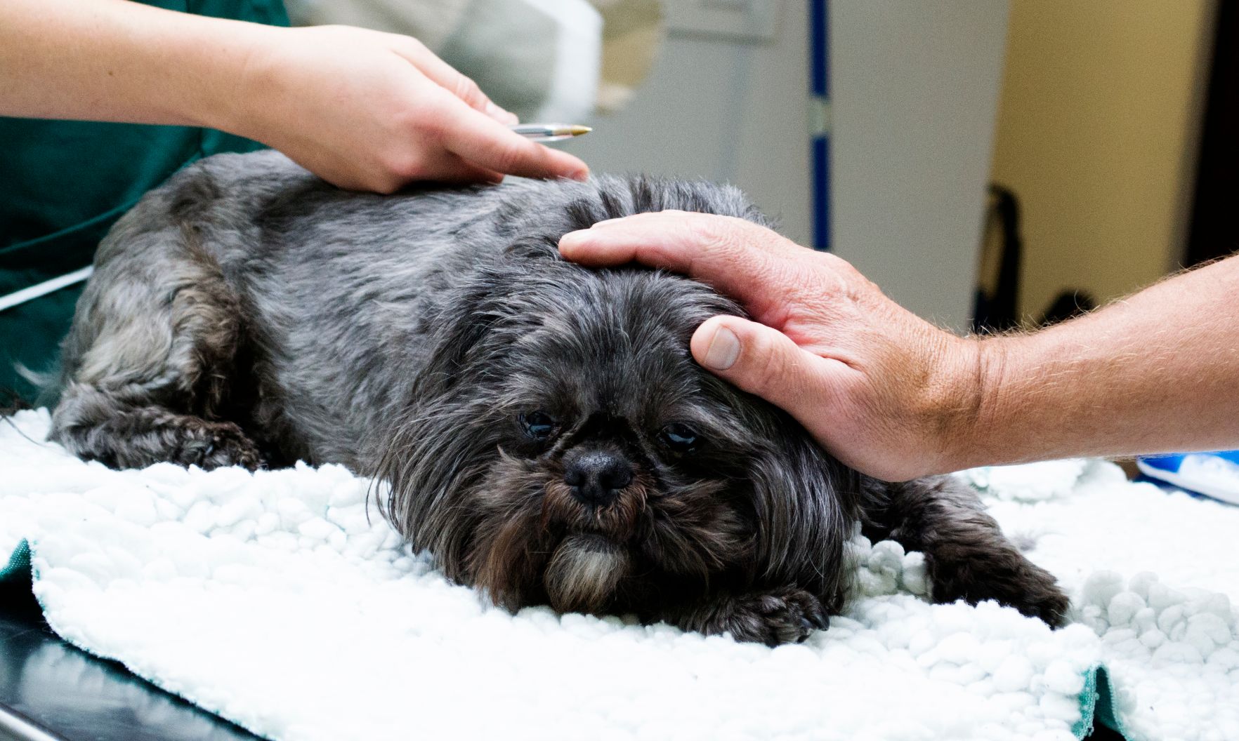 El Dorado Hills dog pet emergency