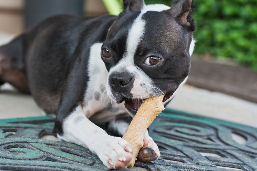 Dog chewing dental treat.