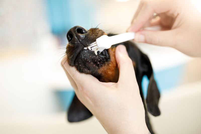 A person brushes a dog's teeth.