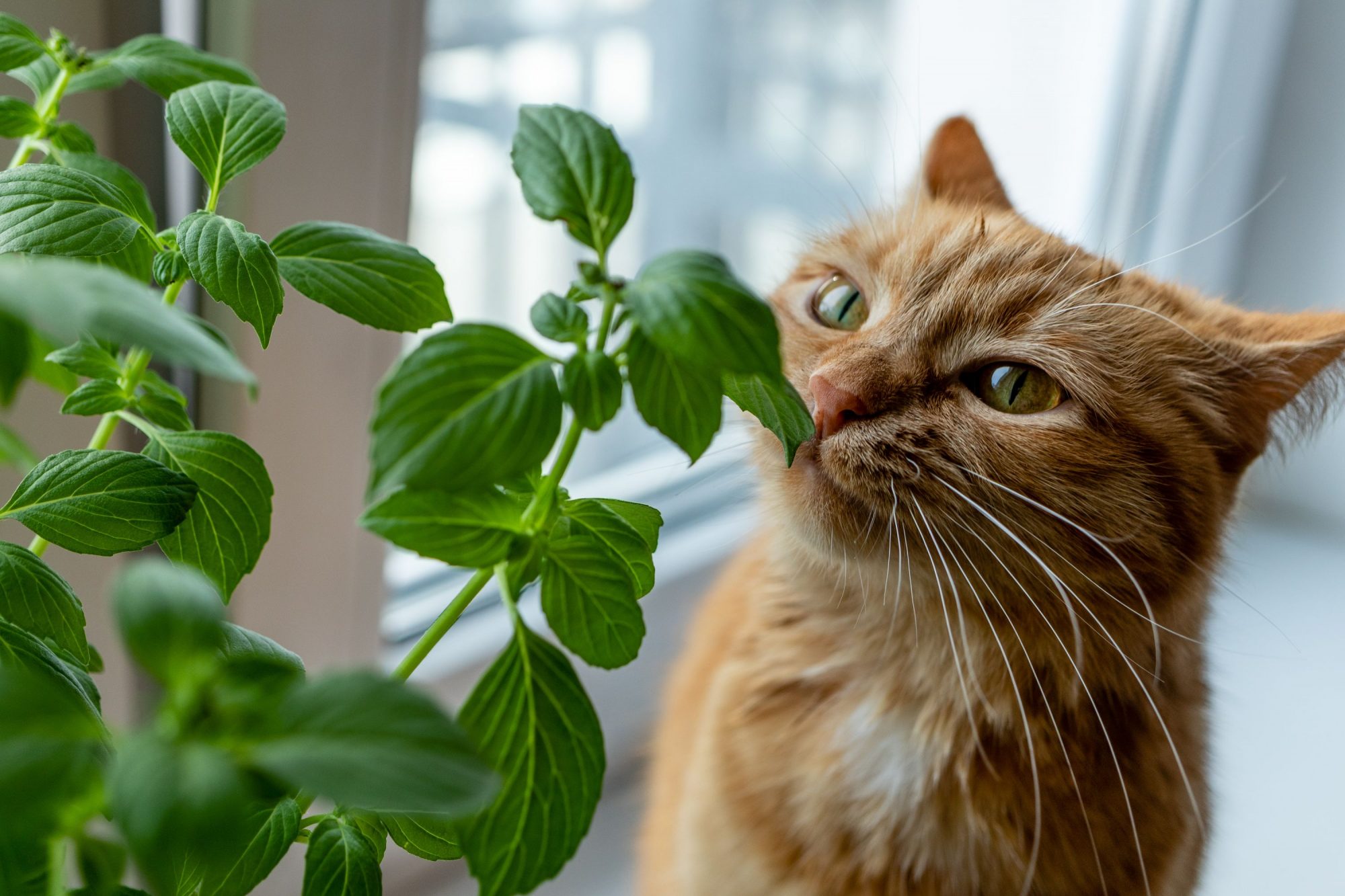 Orange tabby cat sniffing indoor plant.