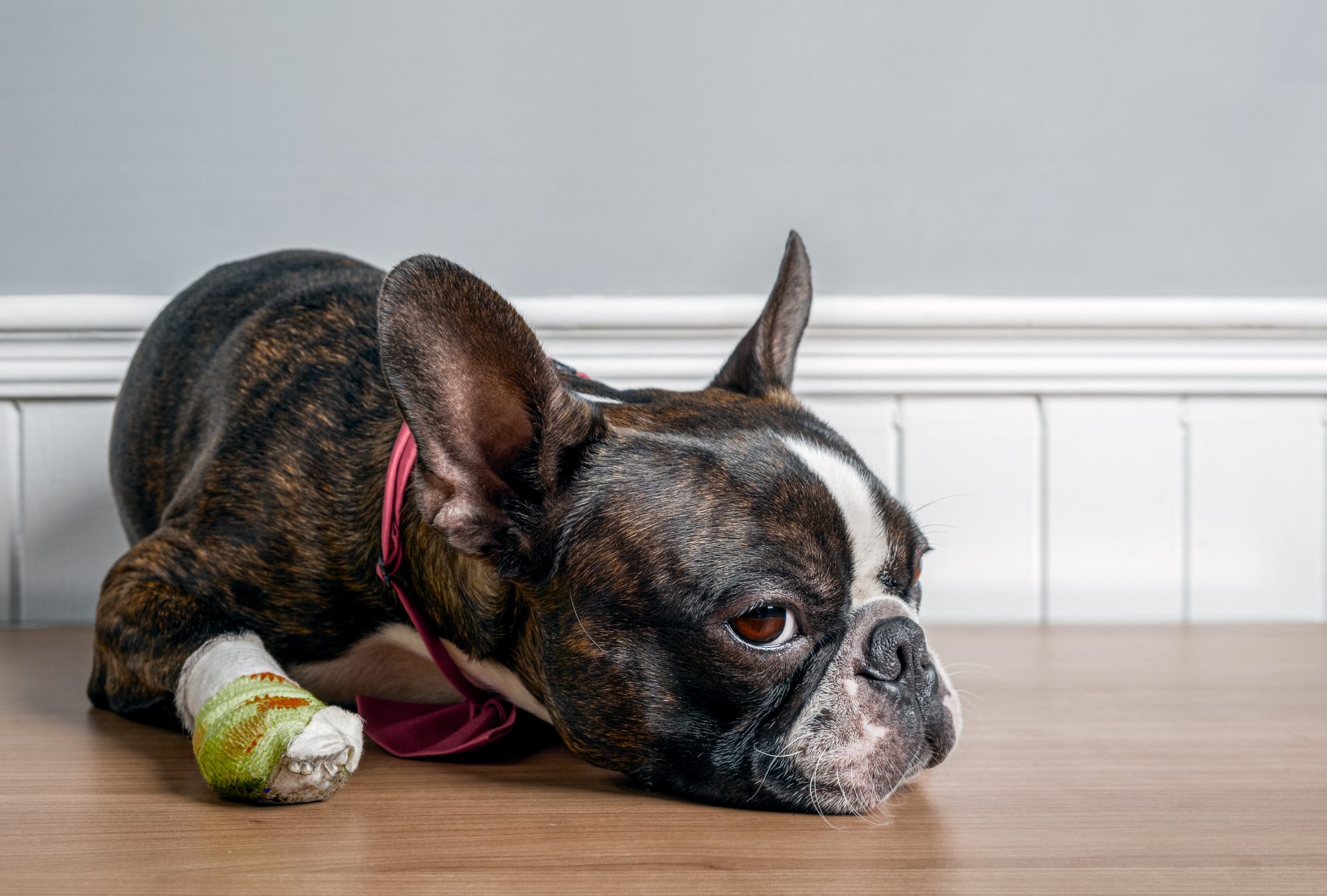A dog with a bandaged paw.