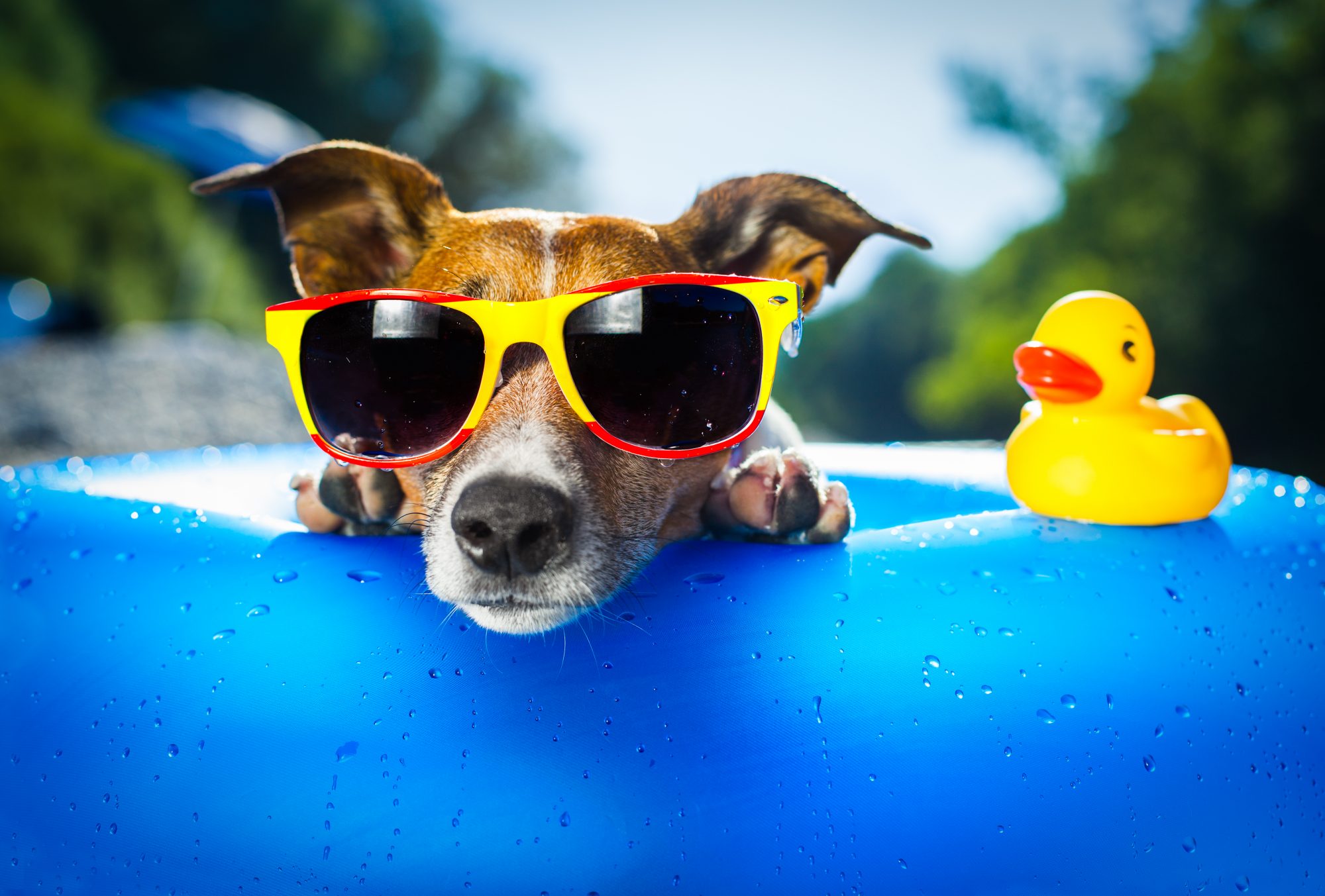 El Dorado Hills pet summer safety.