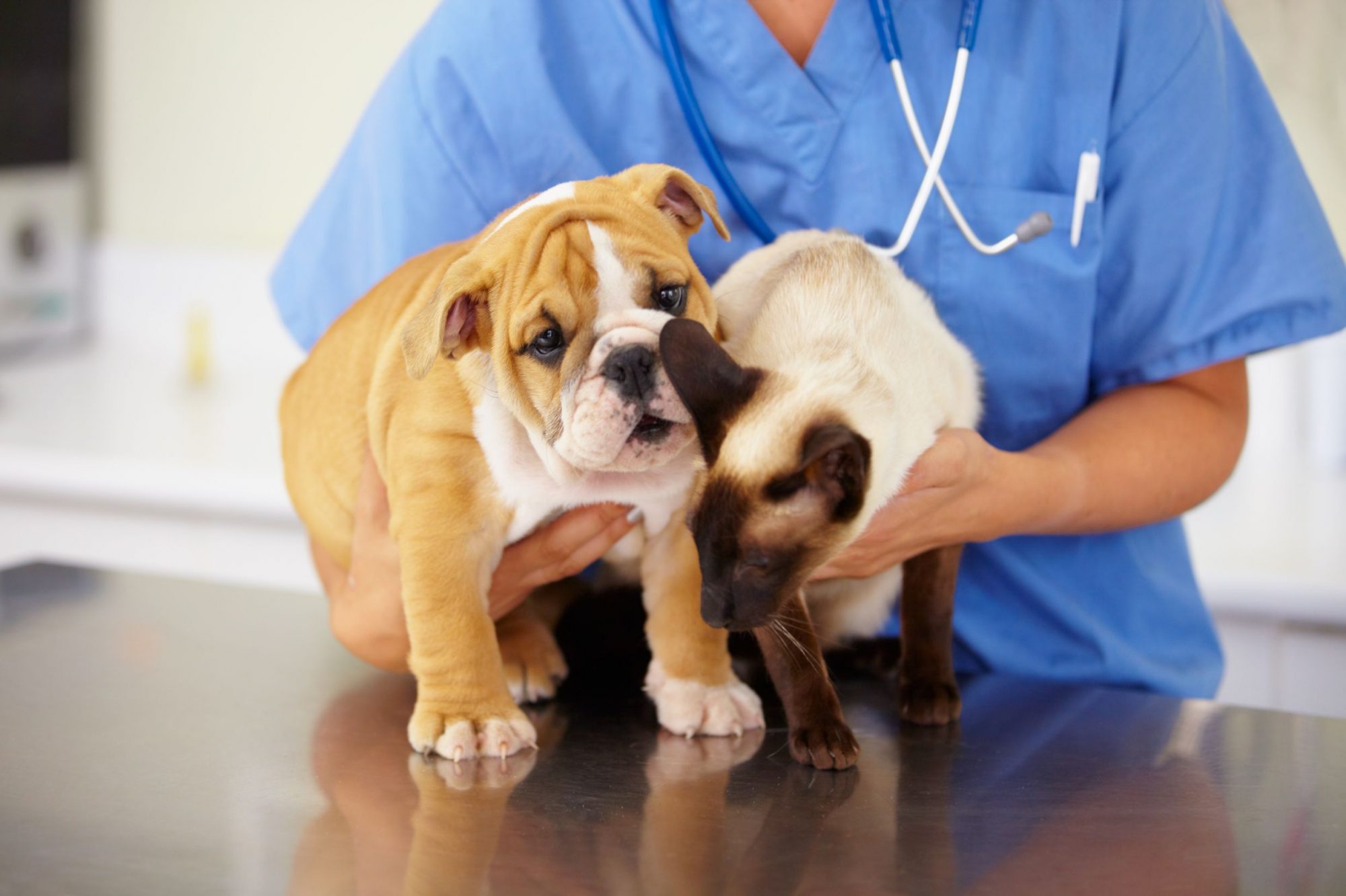 El Dorado Hills Vet with cat and dog.