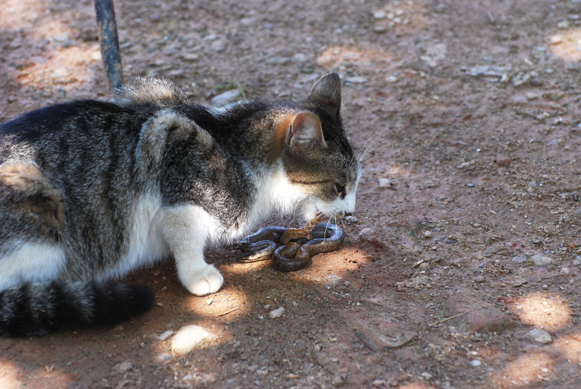 El Dorado Hills Vet with cat fighting snake.