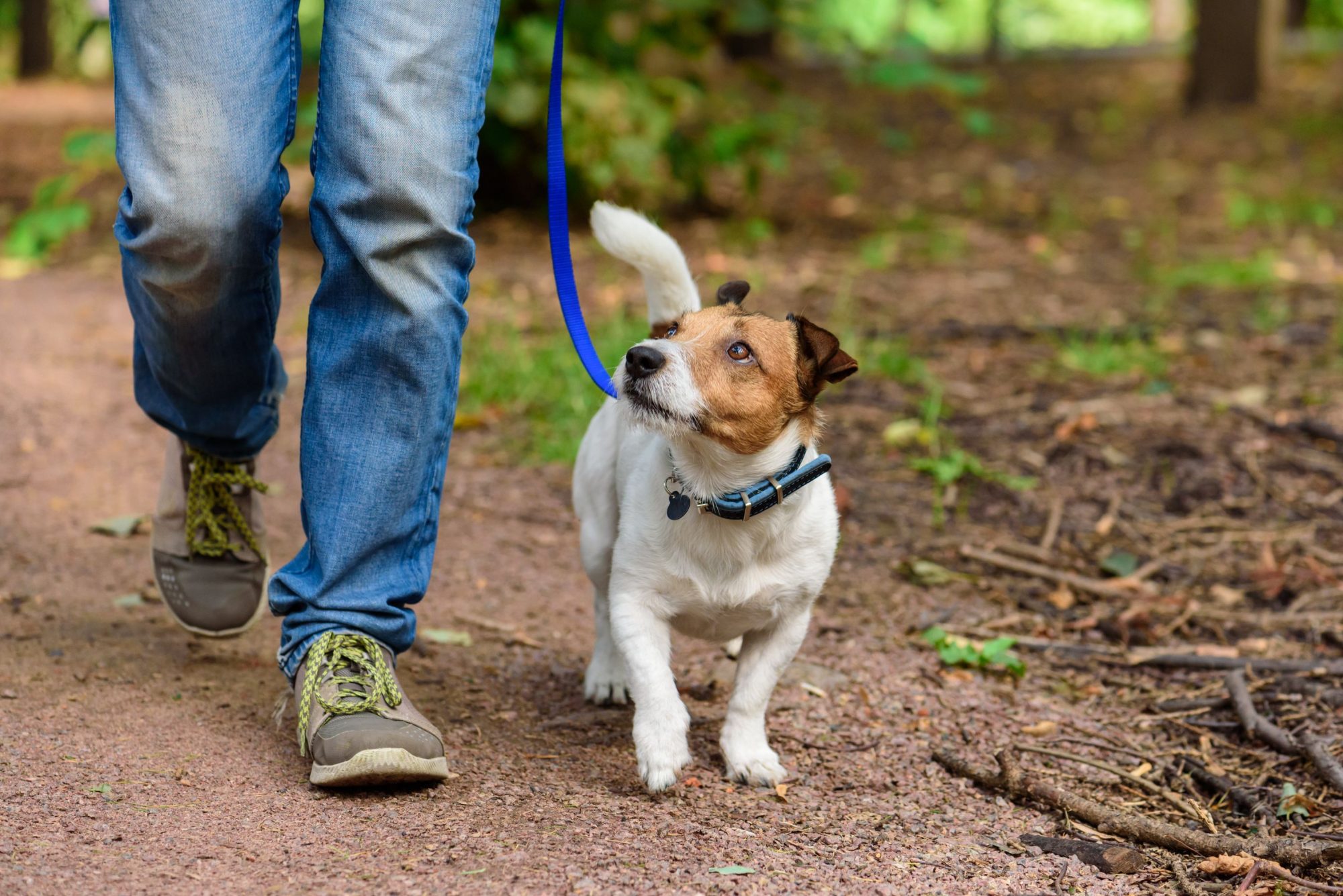 A dog and his human avoid danger noodles.