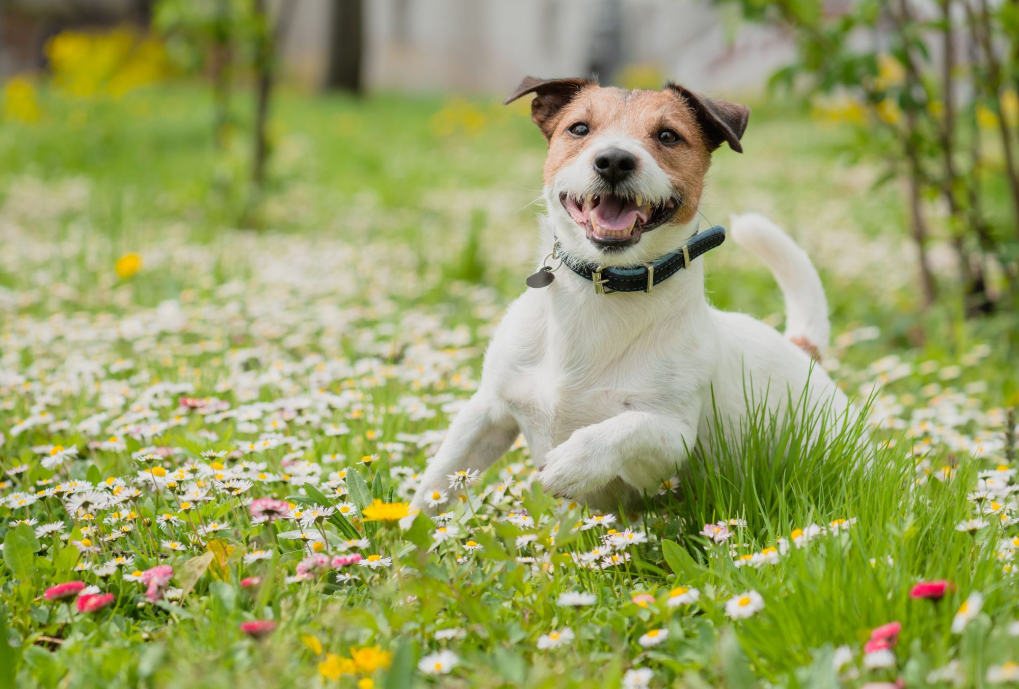 Ticks in pets.