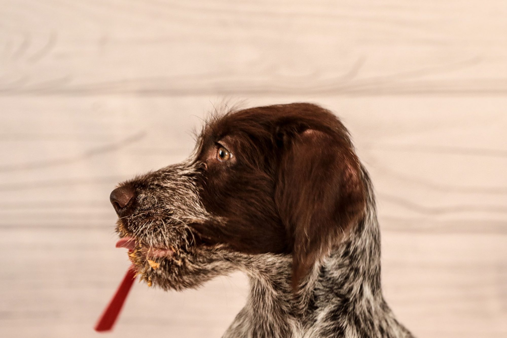 El Dorado dog eating peanut butter without Xylitol.