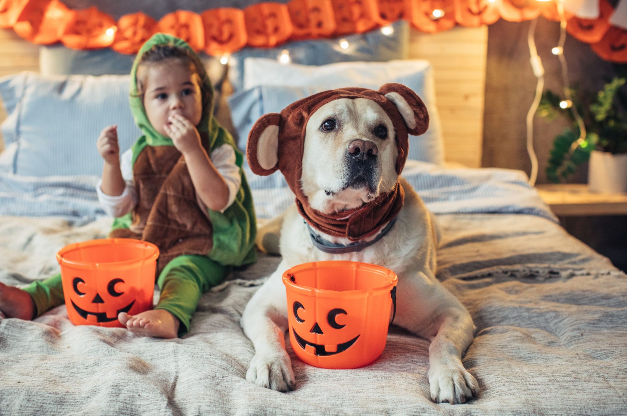 Halloween pet safety.