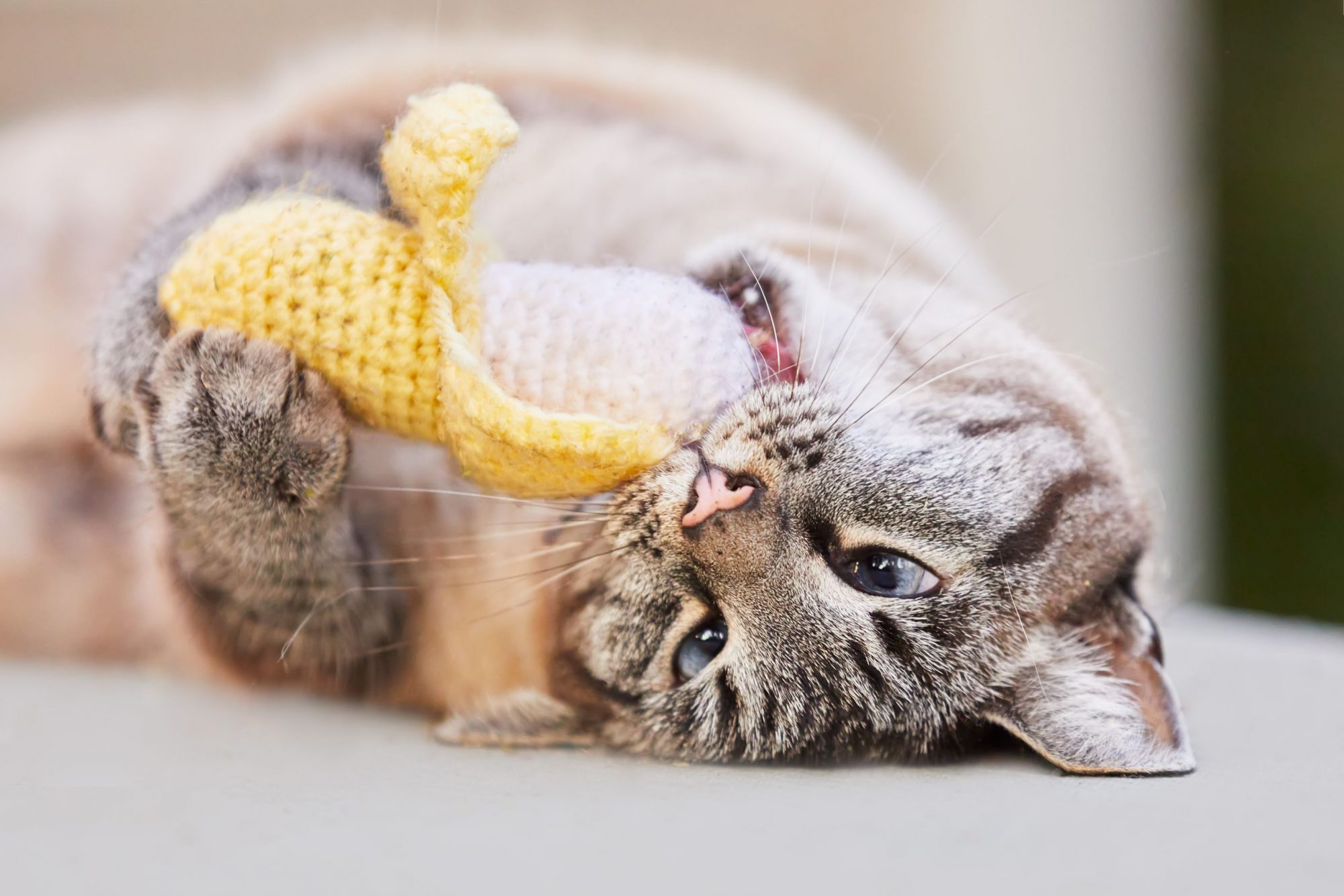 Pet toys.