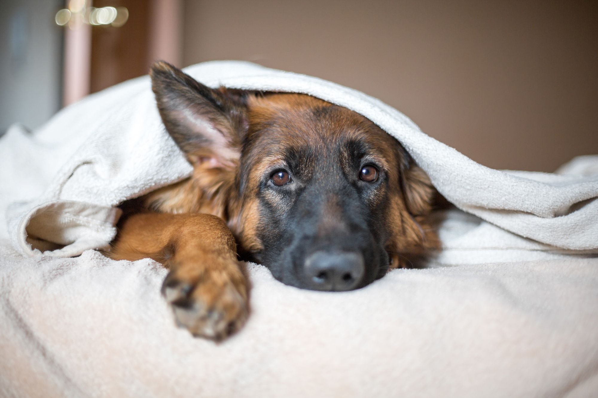 Pancreatitis in pets.