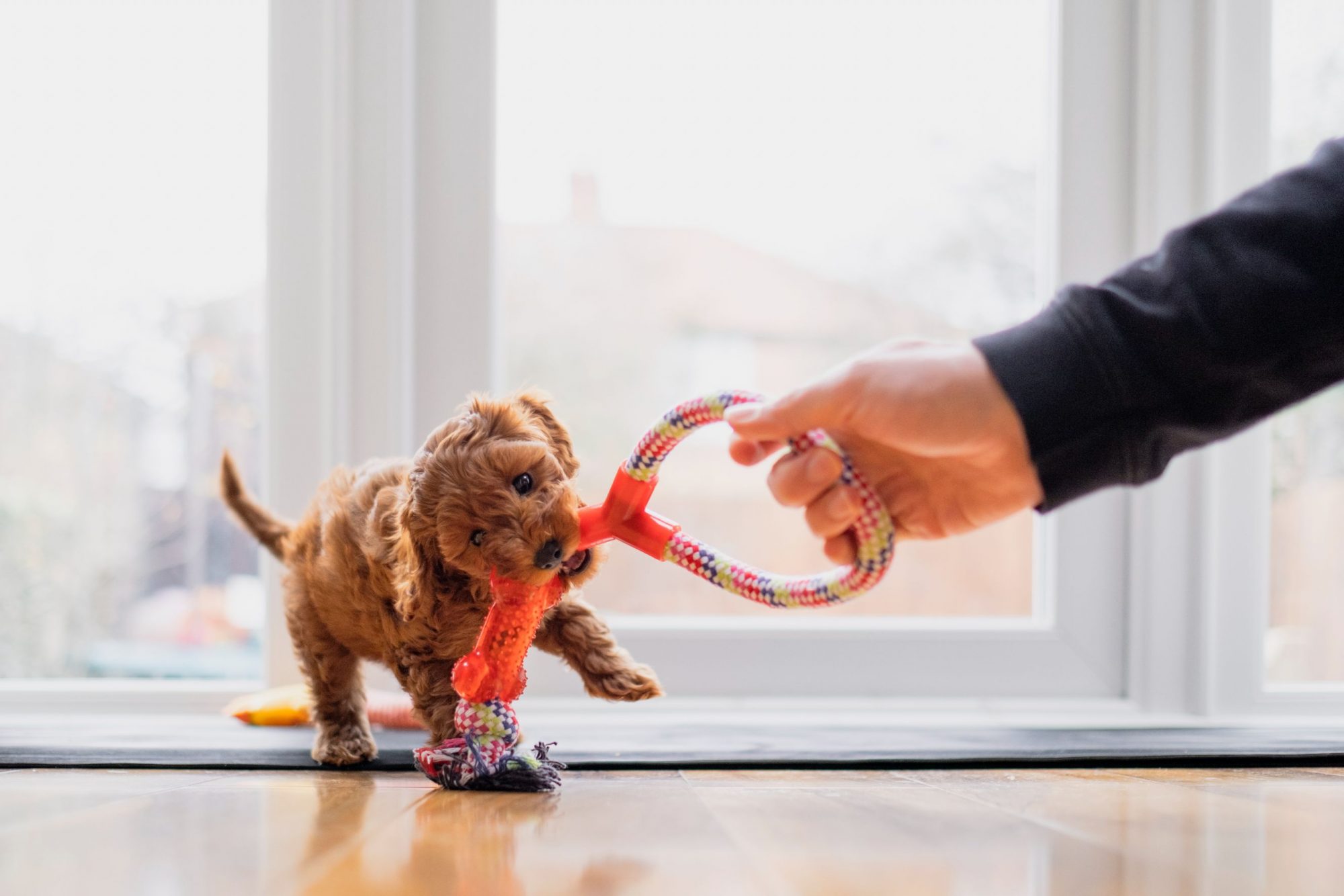 Puppy care.