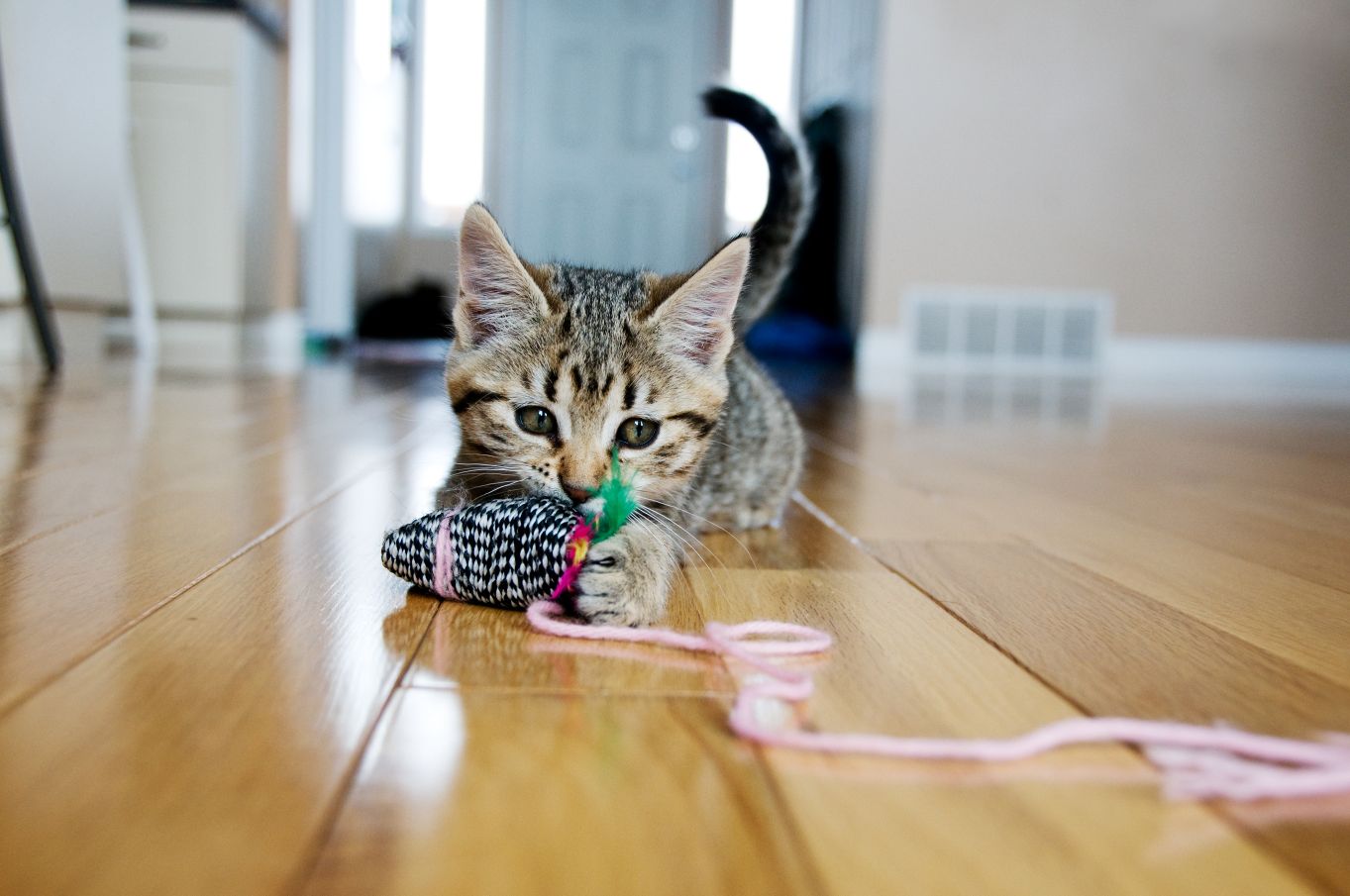 Kitten care.