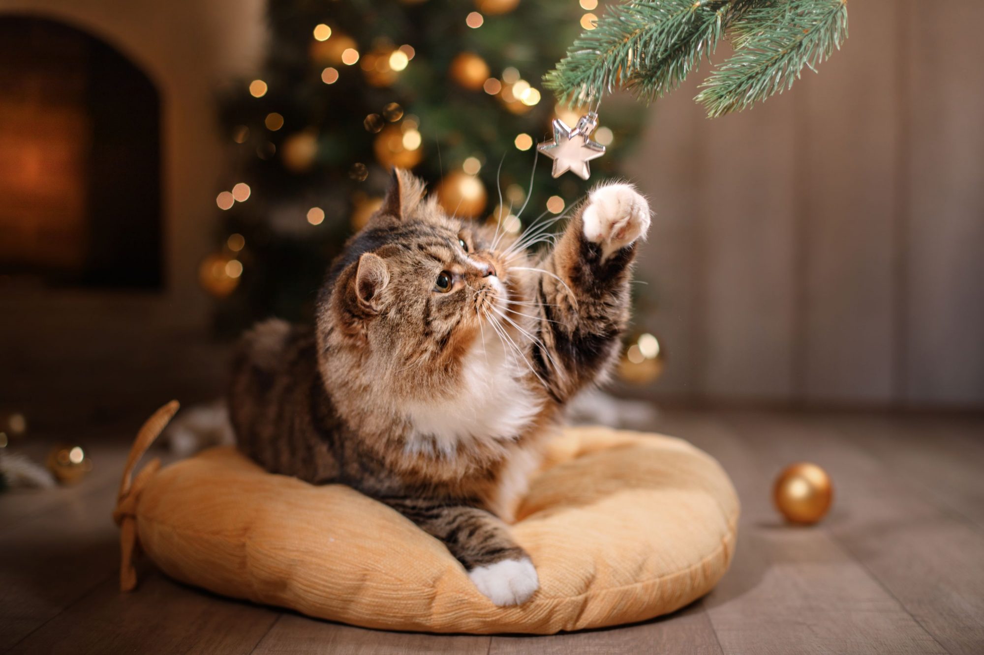 Cat with holiday decorations.