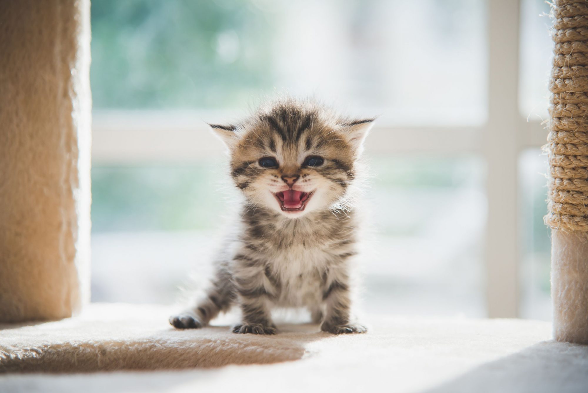 Adopting A Cat - Cat Friendly Homes