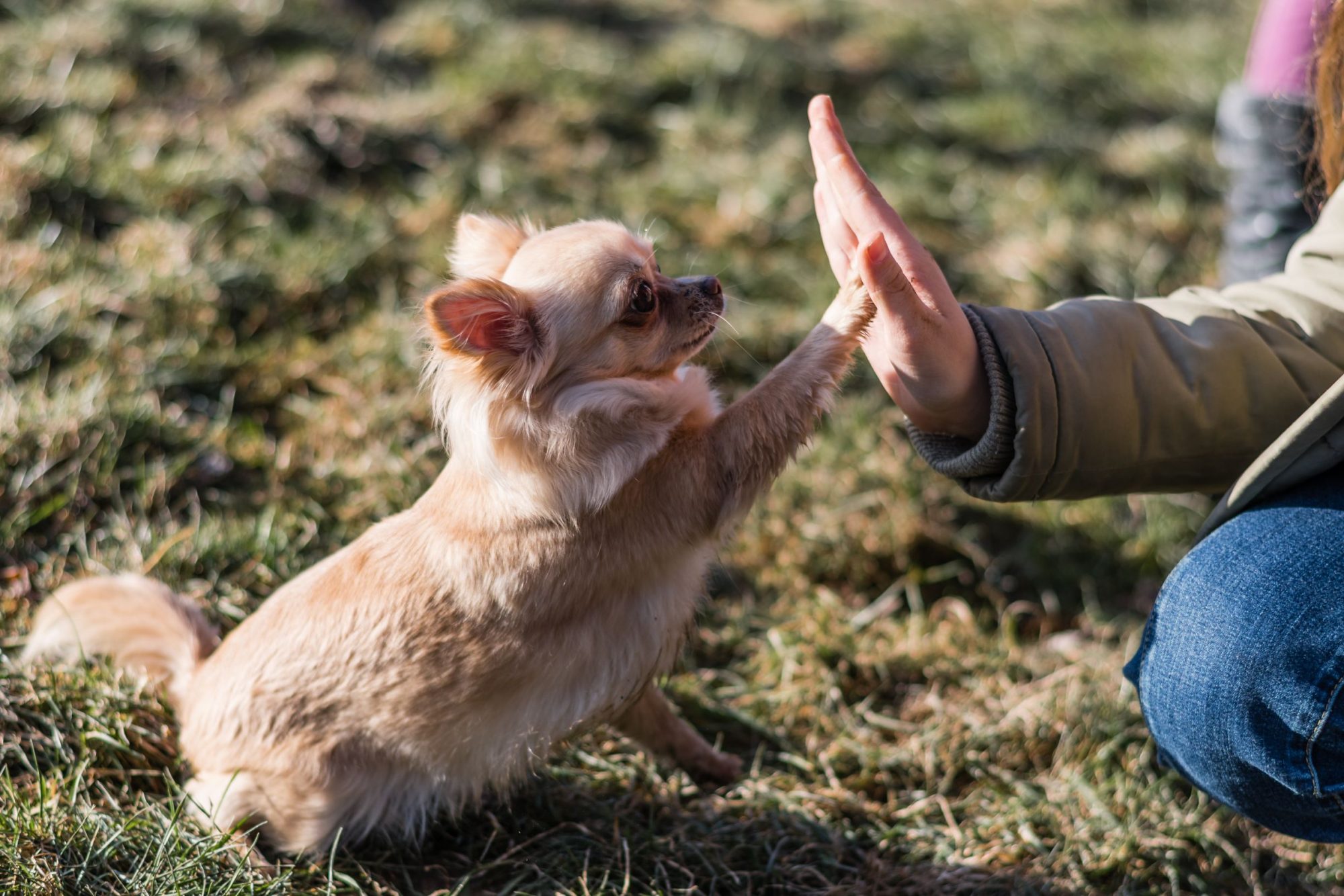 A well behaved puppy listening to it's owner.