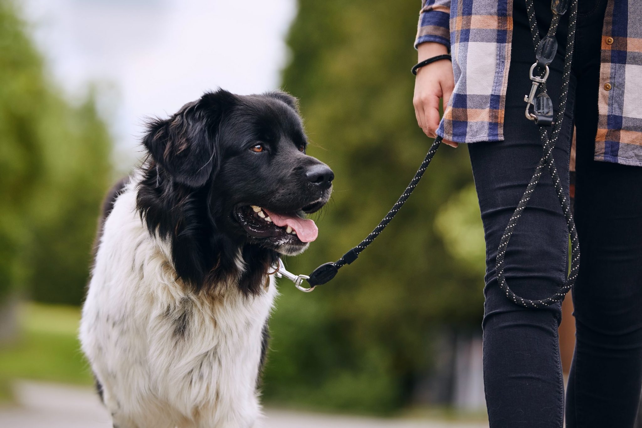 The Right Skills To Make Dog Walking Easy And Fun MarketPlace the-right-skills-to-make-dog-walking-easy-and-fun-marketplace