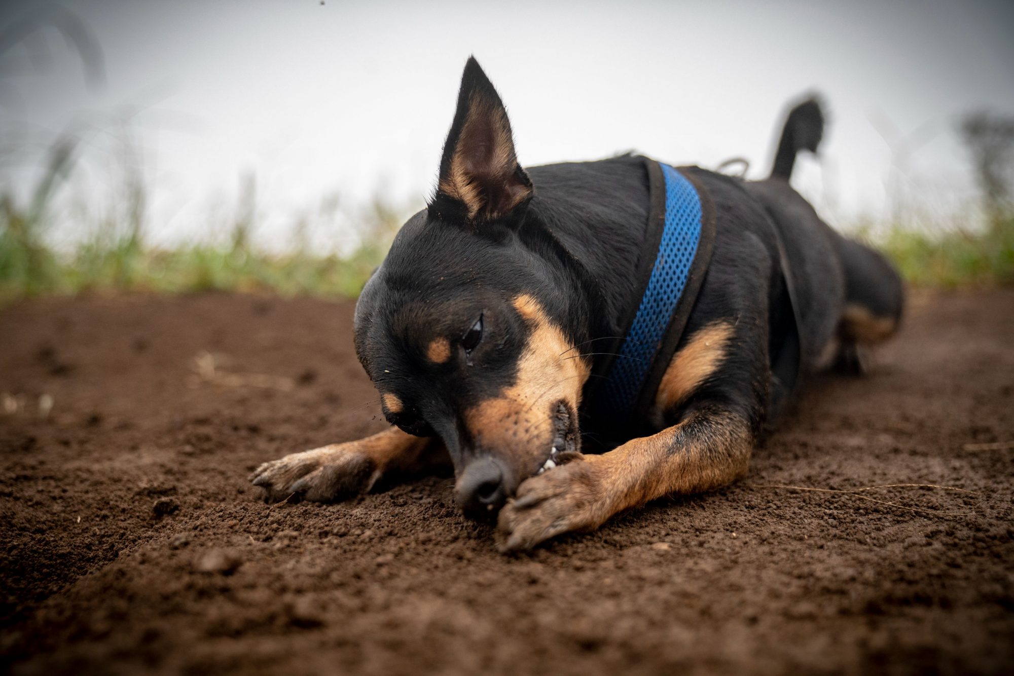 A dog licking his paw.