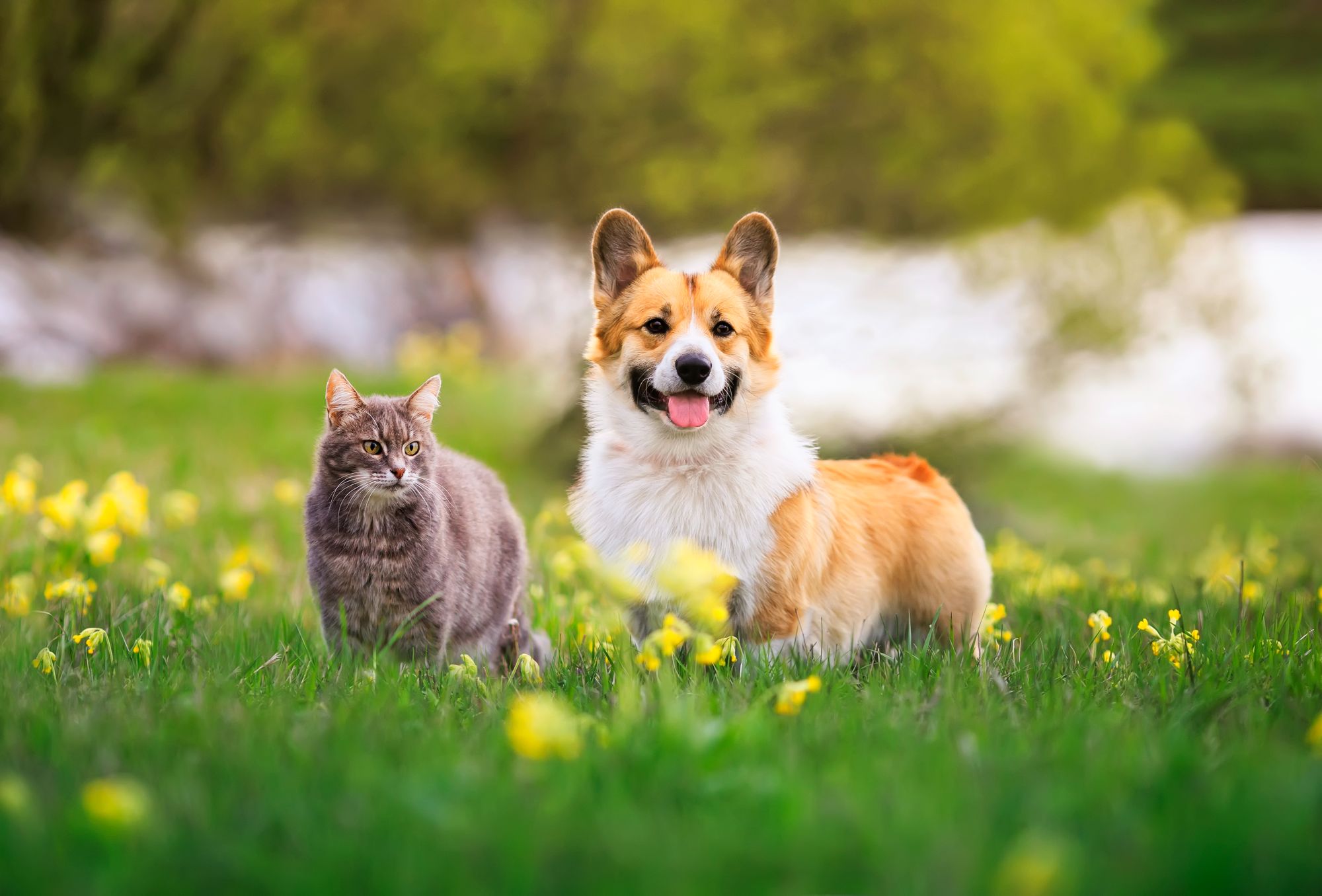 A dog and cat standing in the grass.