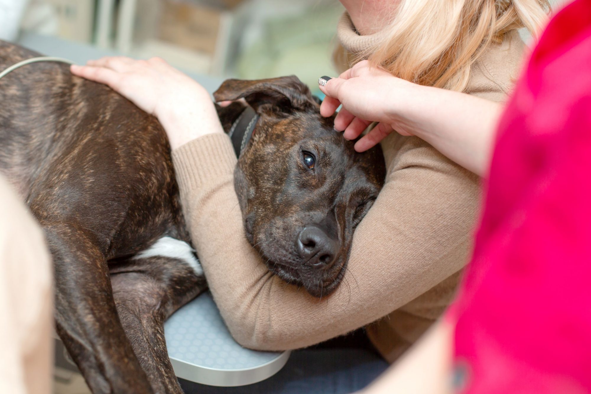 A sick dog cuddles with its owner.