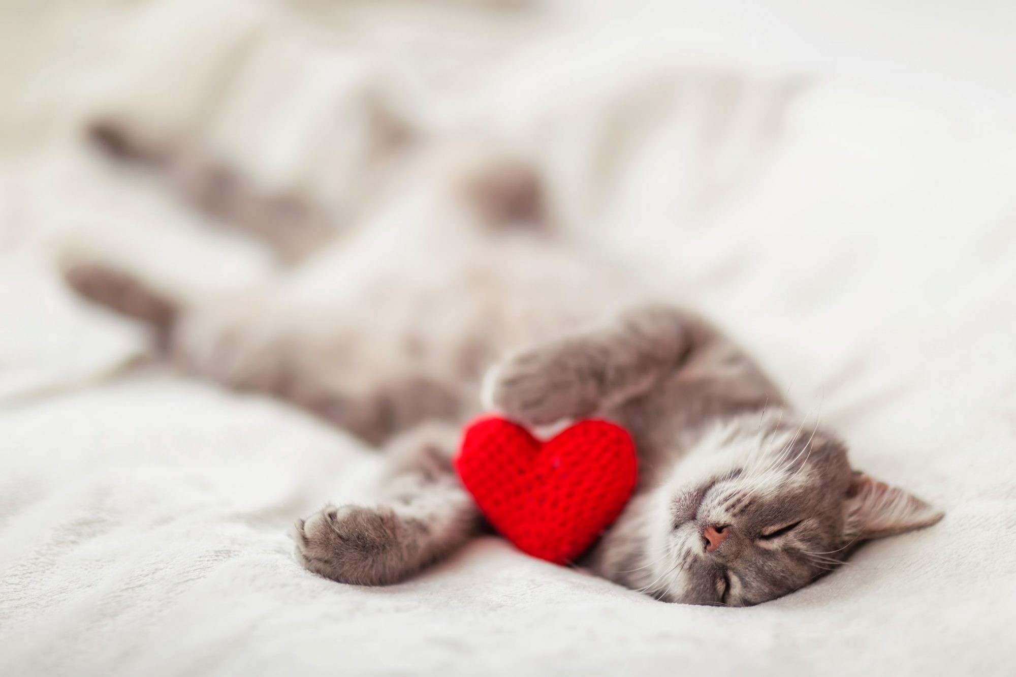 A happy cat sleeping on the bed.