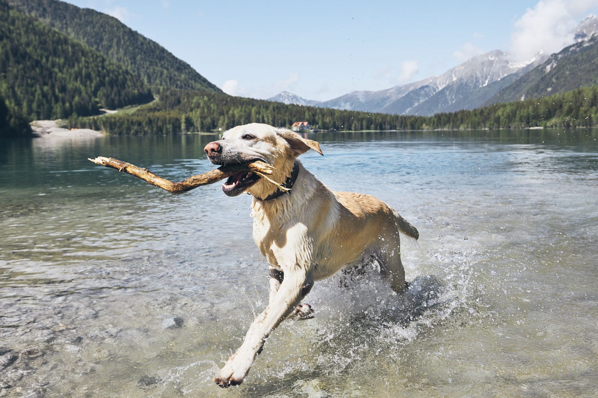 A dog swimming in a beautiful lake.