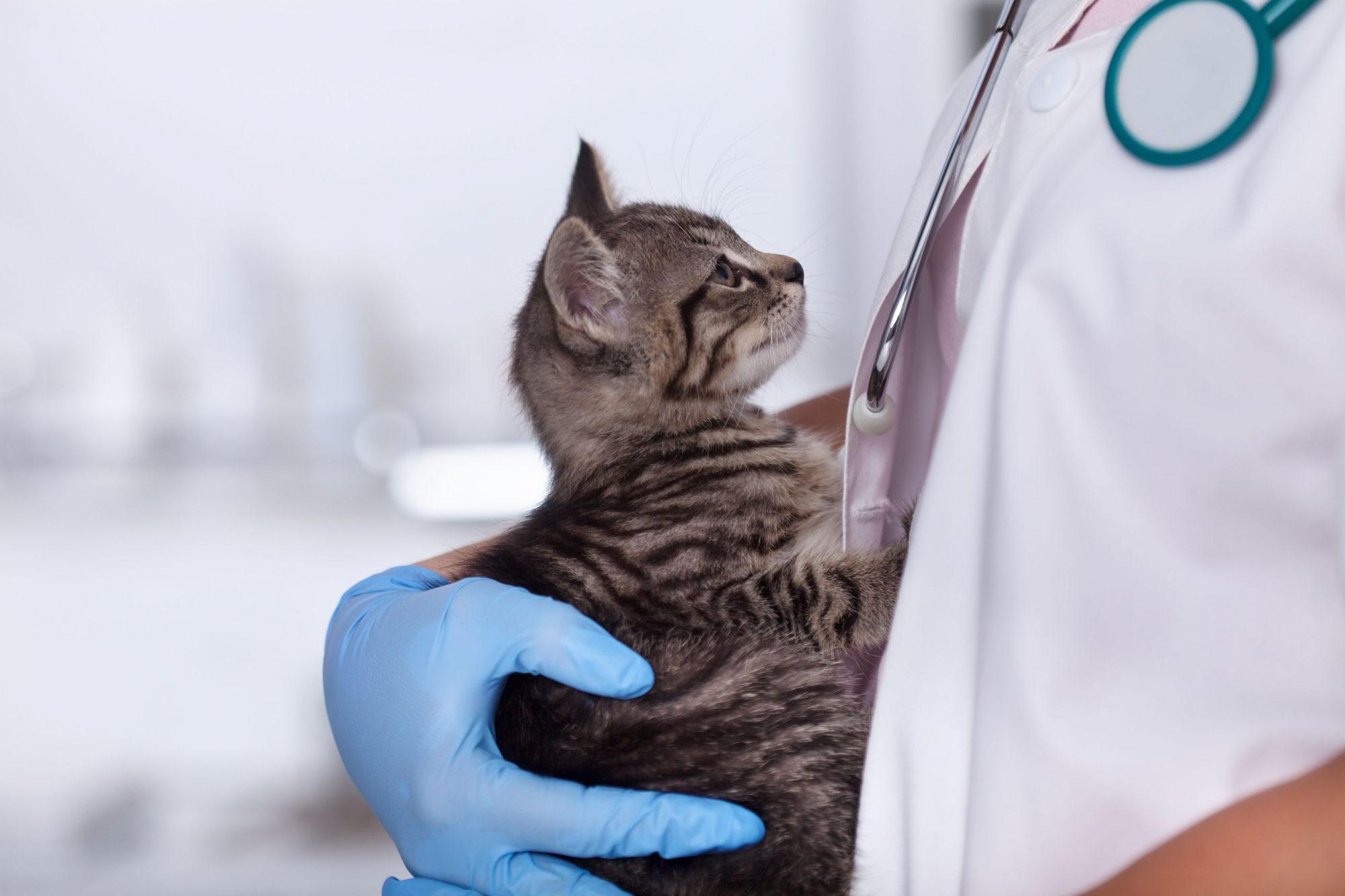 Cat visiting a local vet.