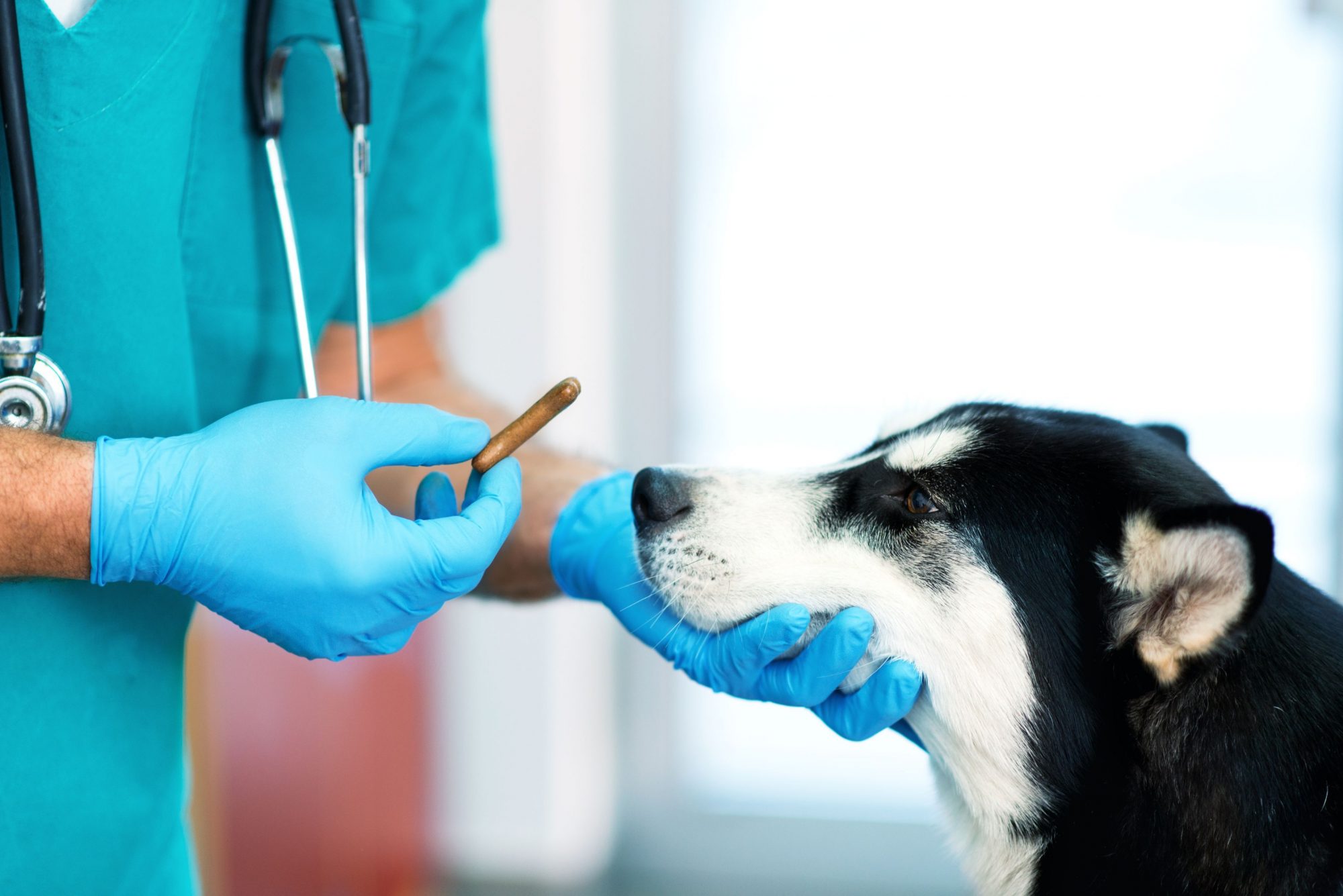 Vet trying to give a stubborn dog a pill.