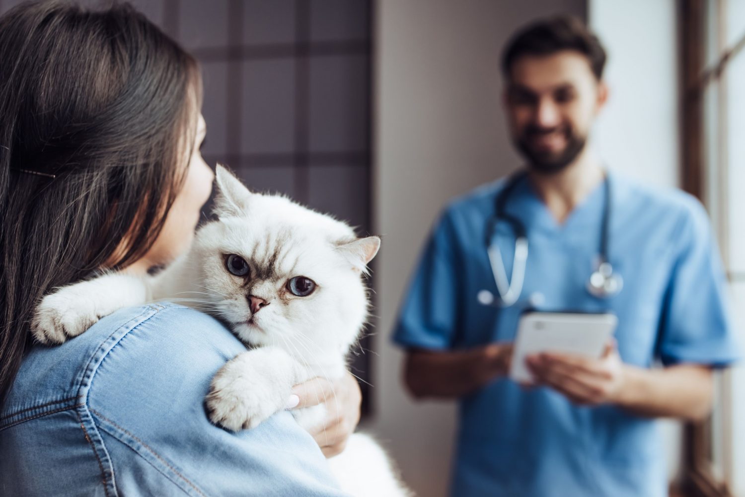 Cat Wellness Exams for the Win! MarketPlace Veterinary Hospital
