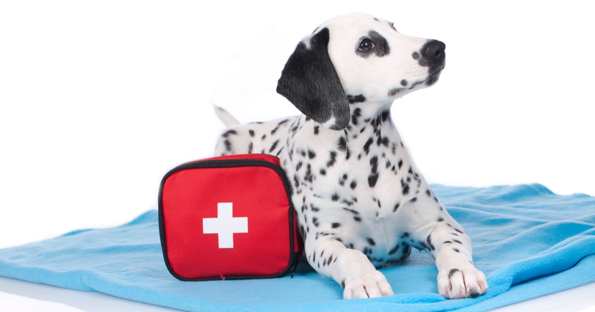 Dalmatian puppy with first aid kit.