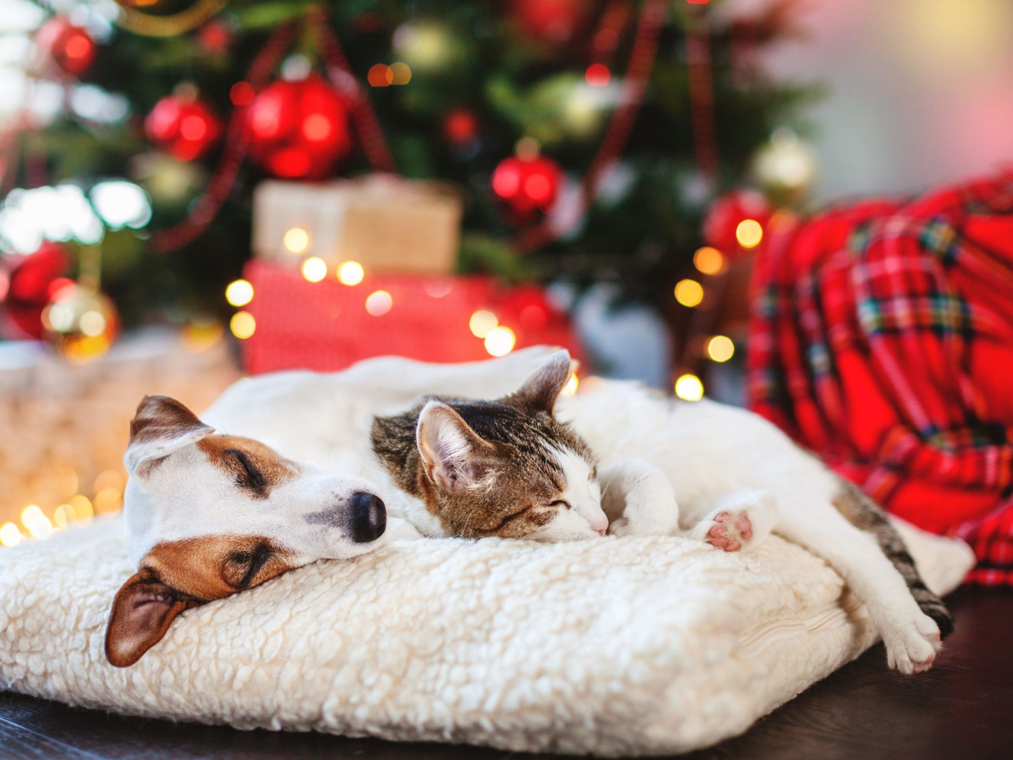 Dog and cat under Christmas tree.