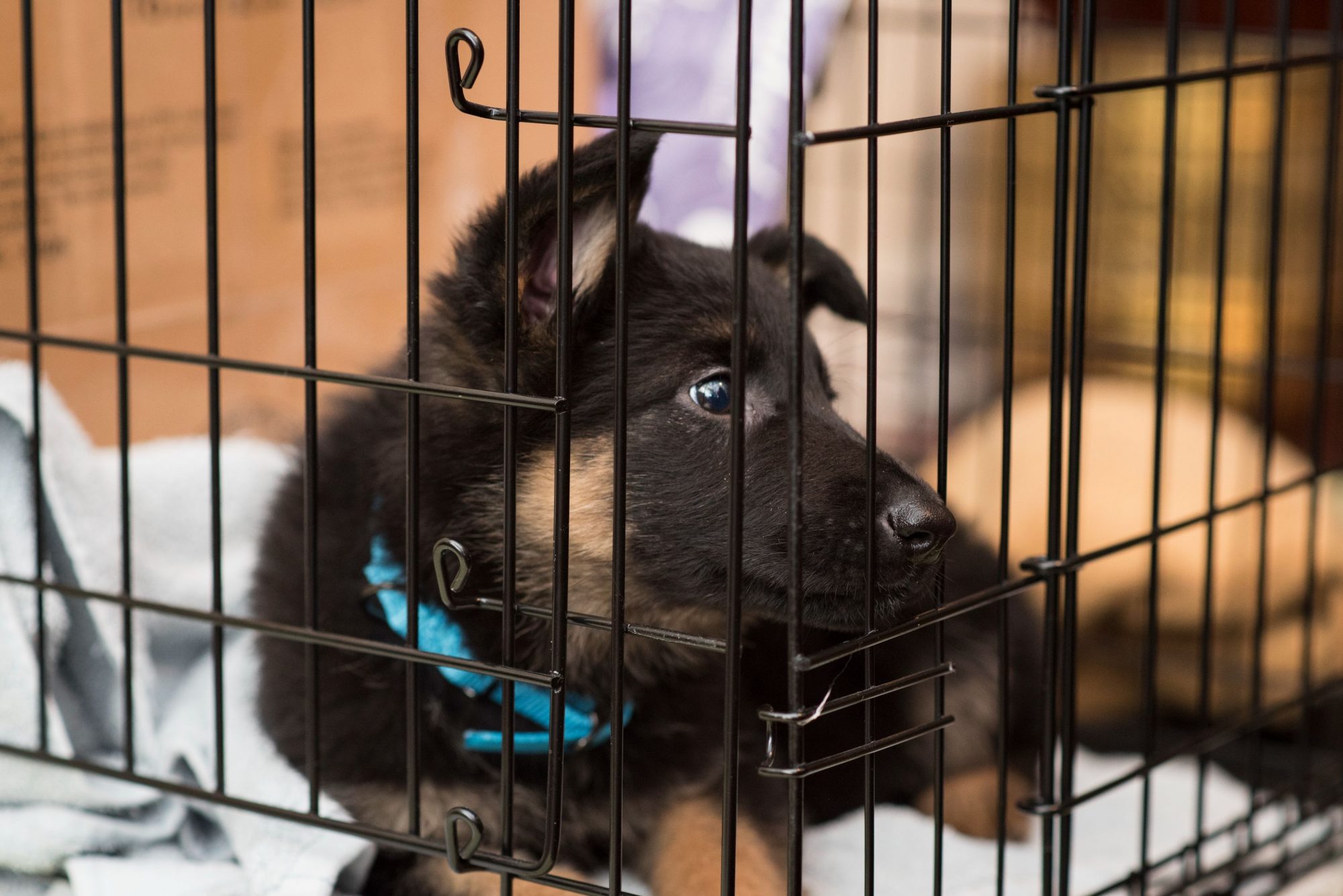 Dog in crate.