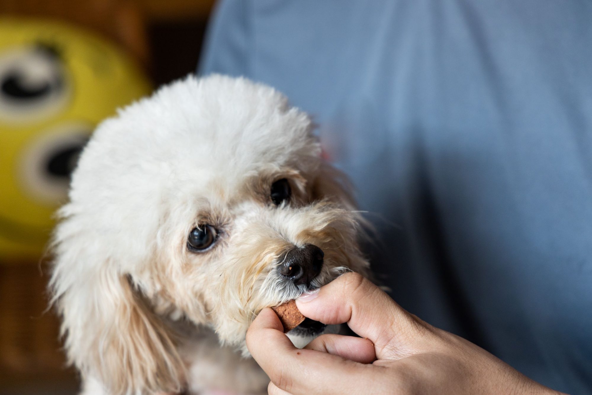 Puppy taking heartworm medicine.