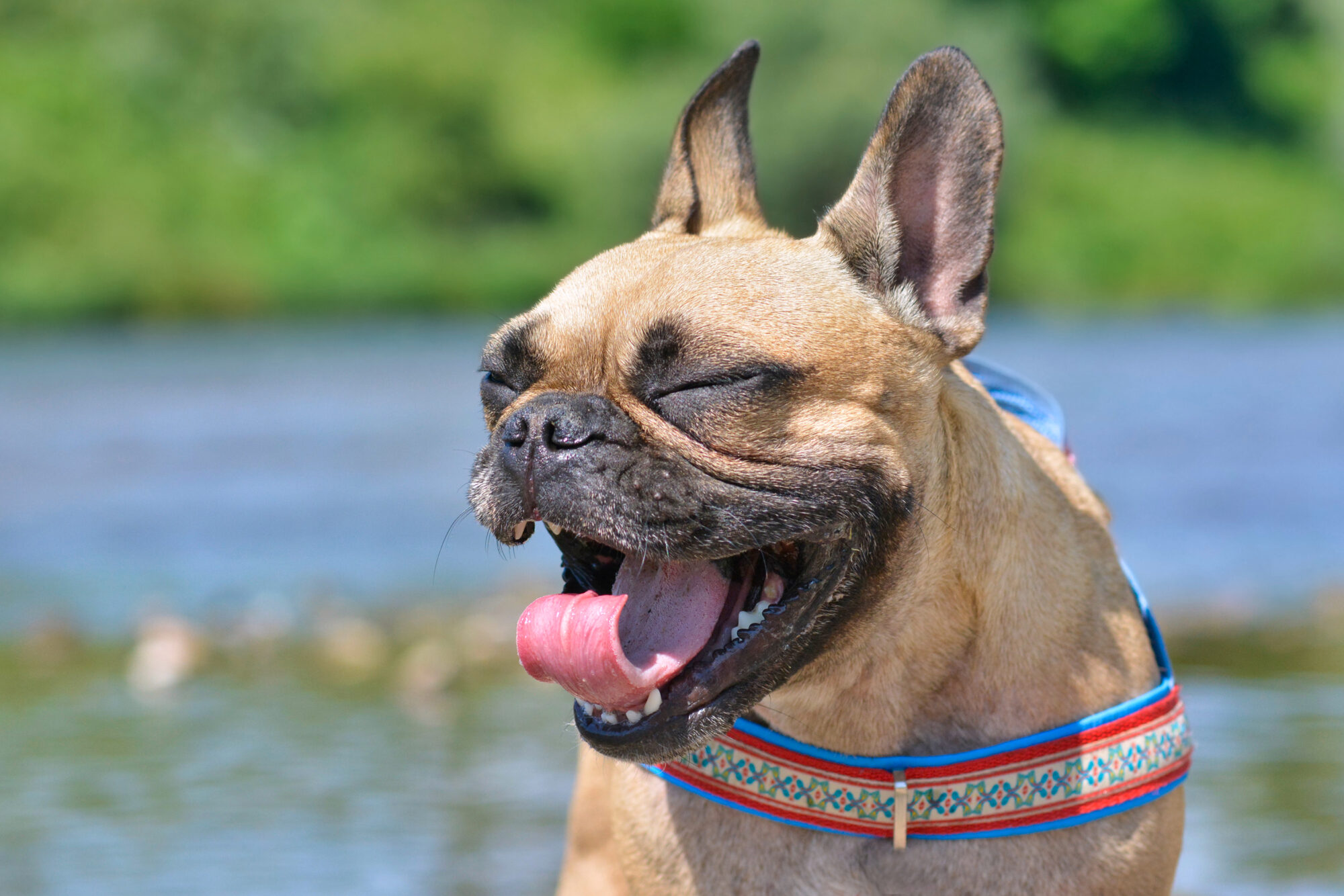 Dog sneezing.