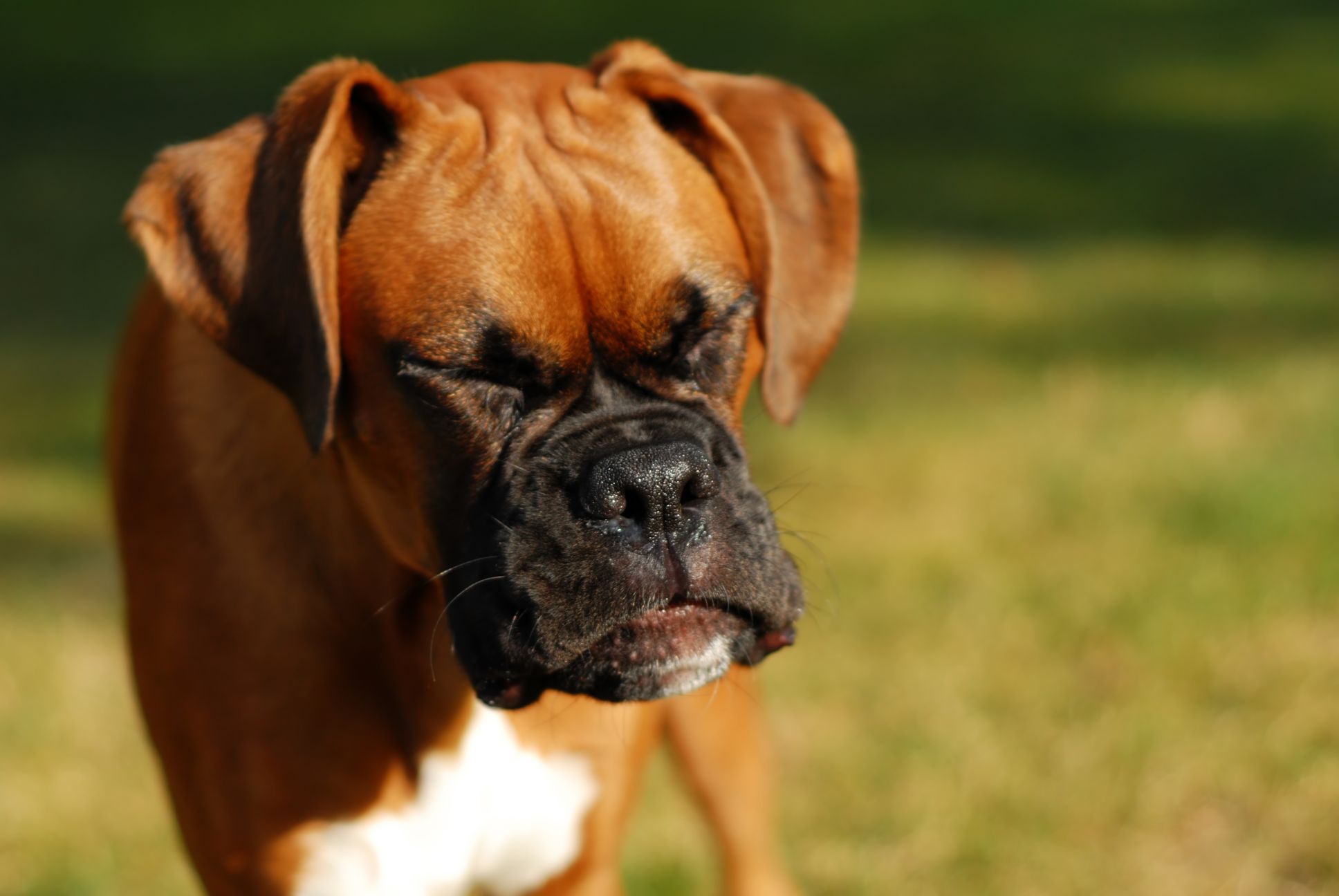 Dog sneezing.