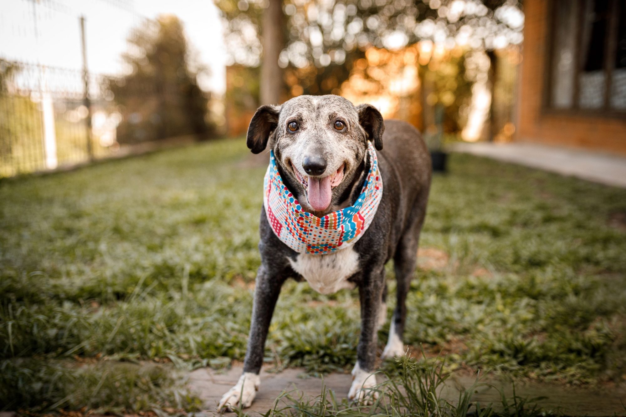 Happy old dog.