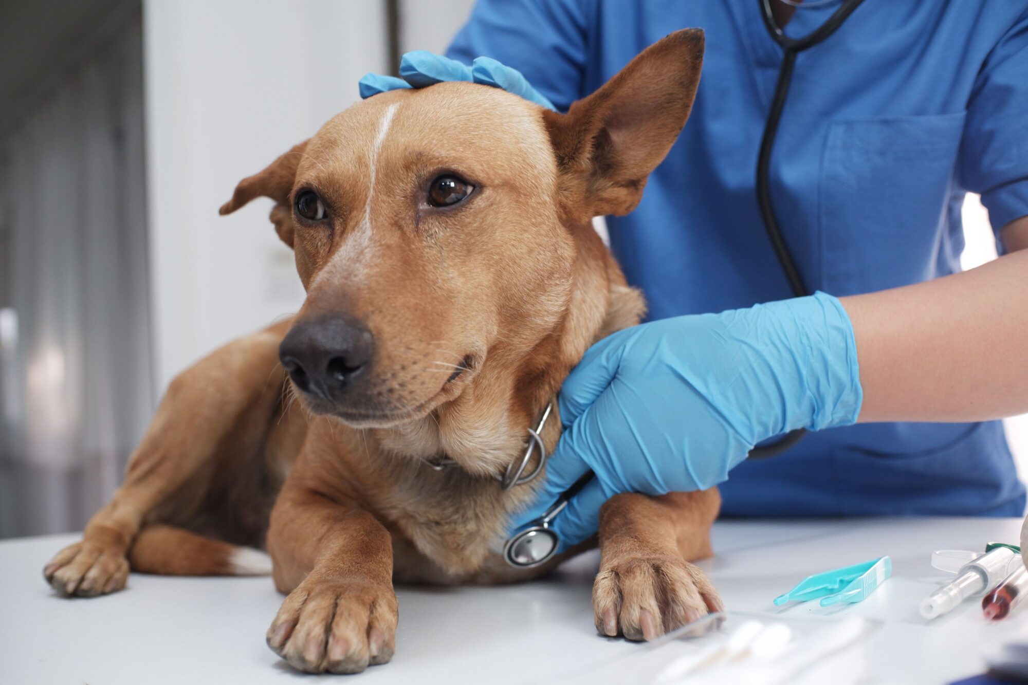 Dog at vet.