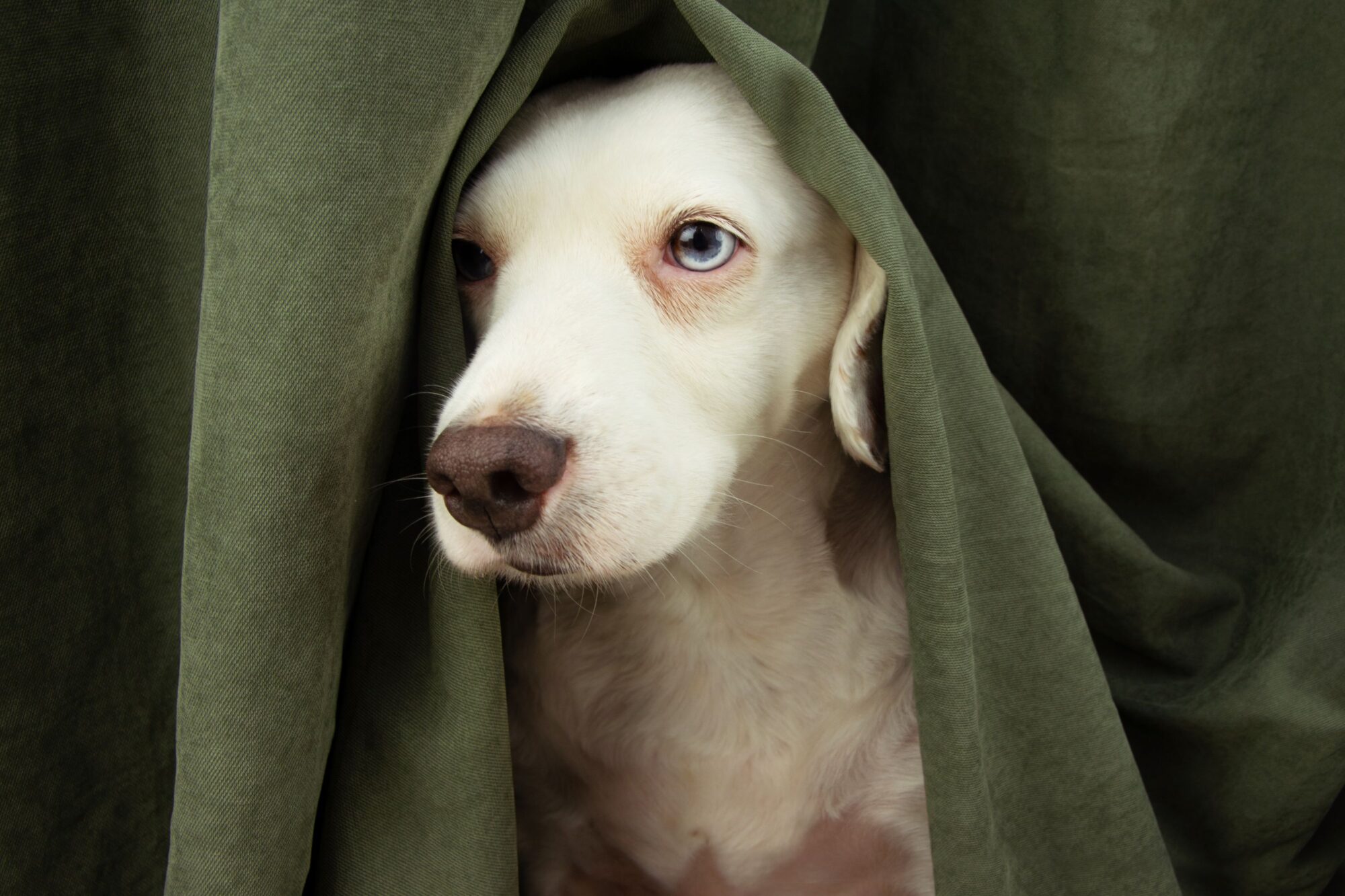 cute puppy hiding under curtain.
