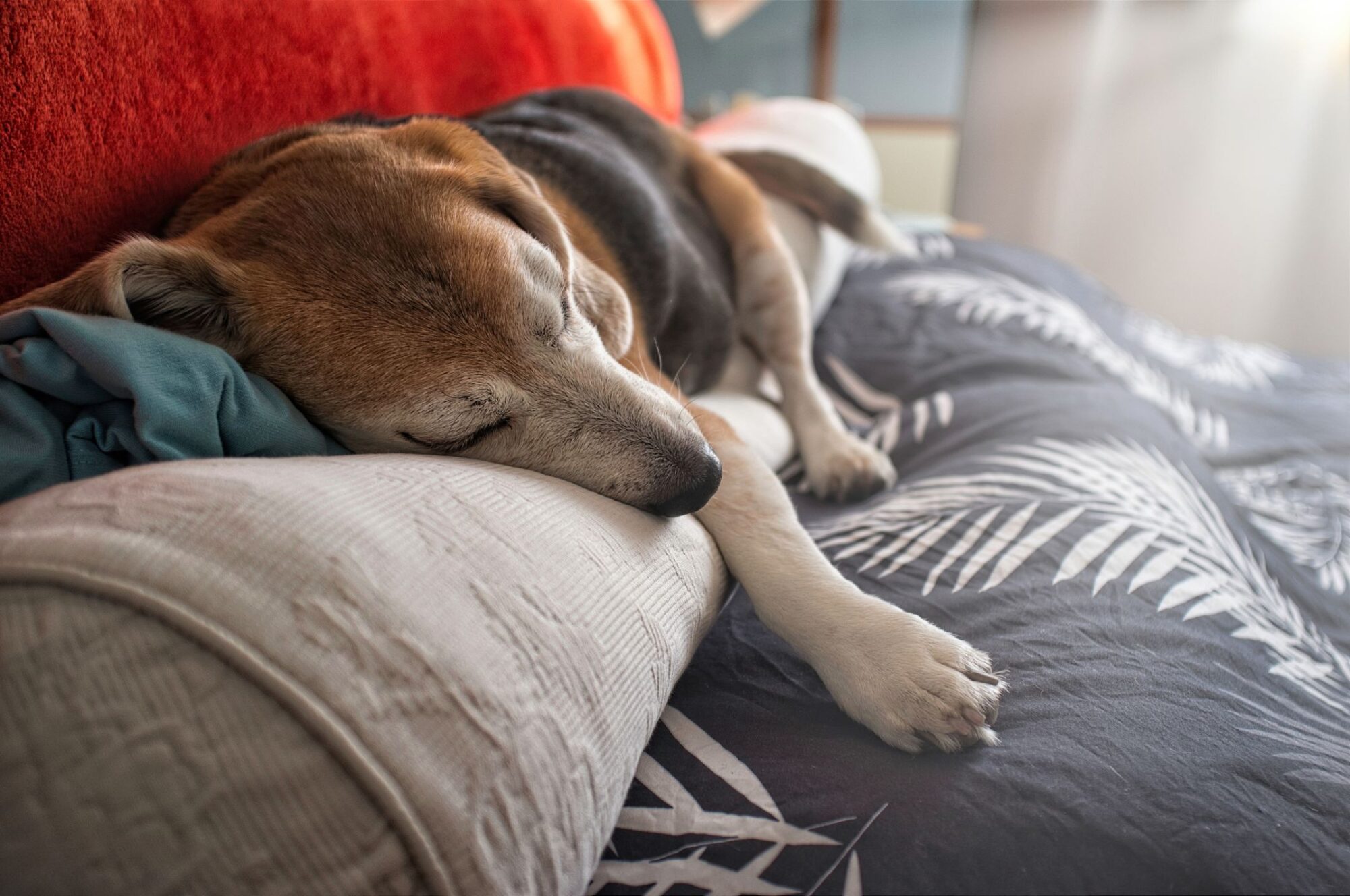 Old Beagle dog sleeping on the bed.