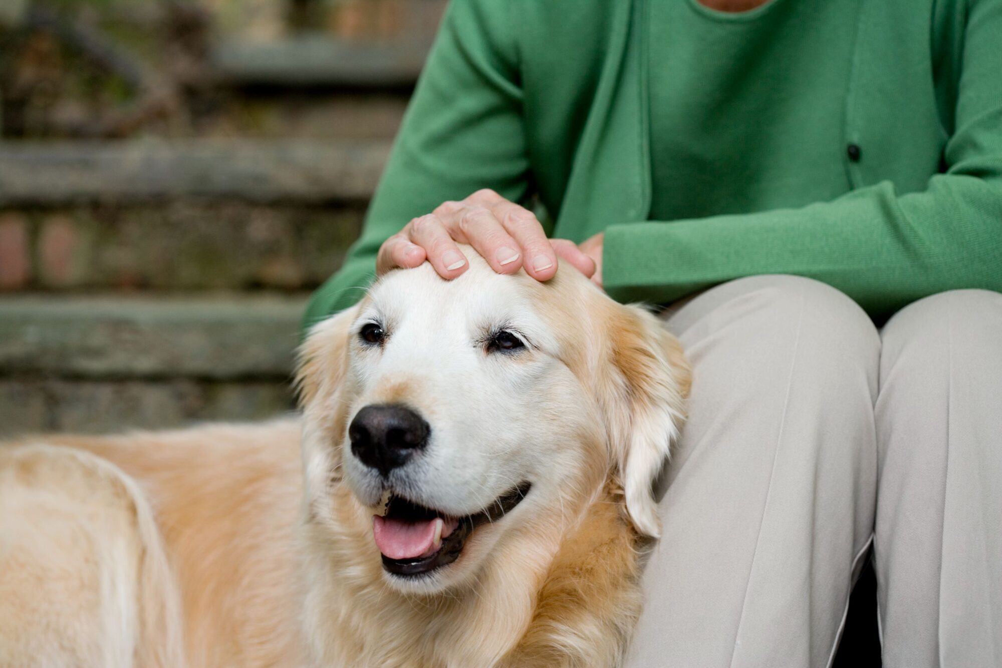 Happy older dog.