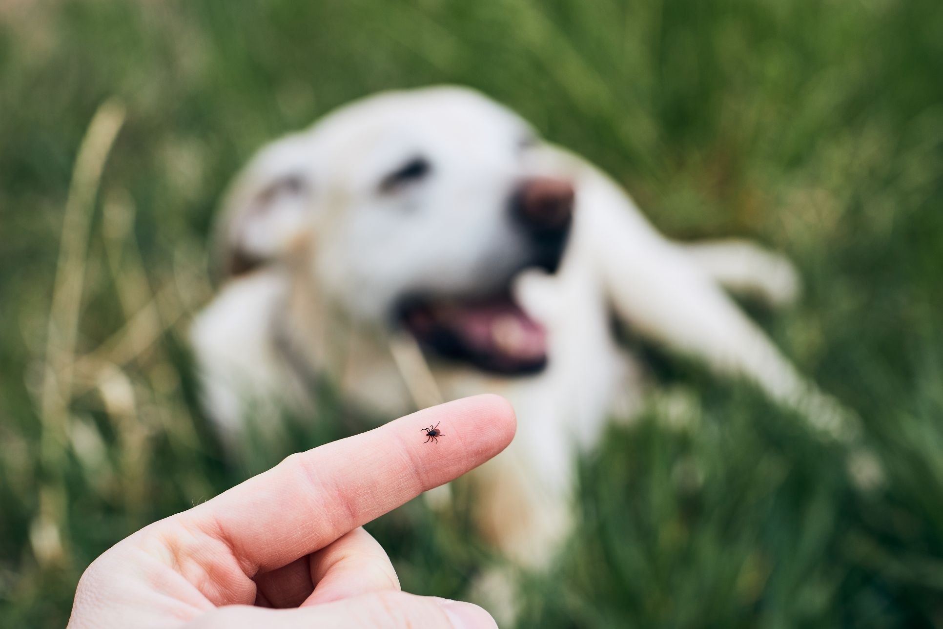 dog and tick.