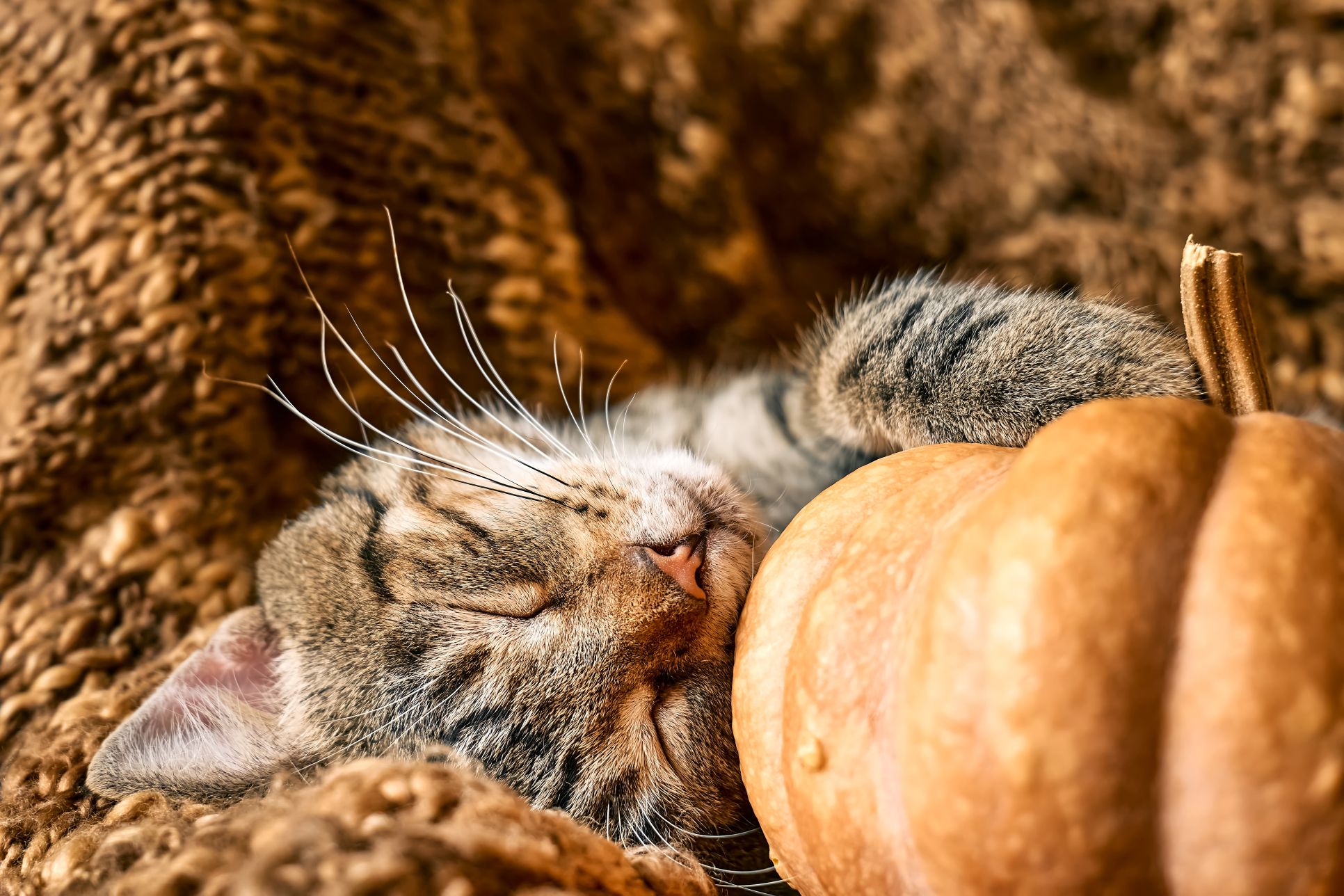 Cute tabby cat with pumpkin.