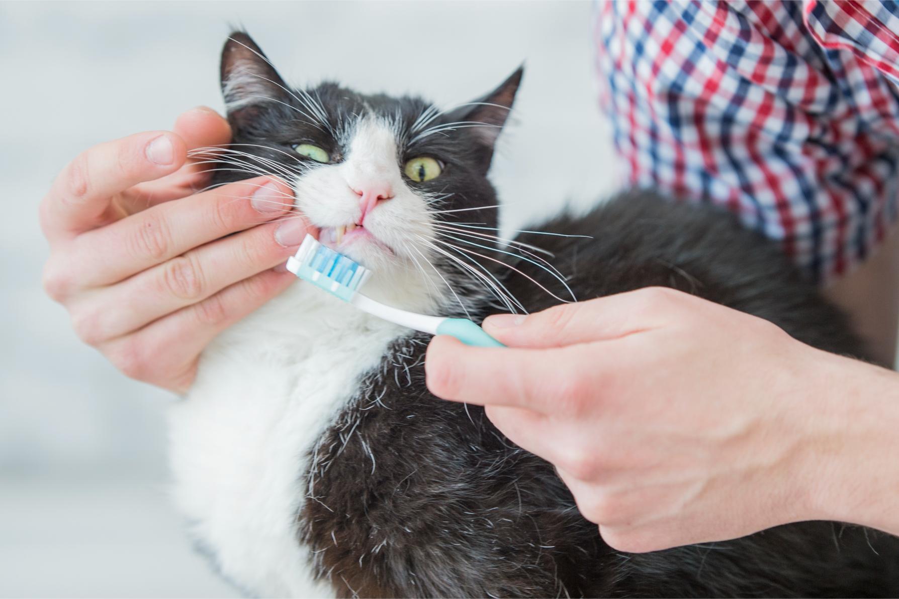 Brushing cat's teeth.