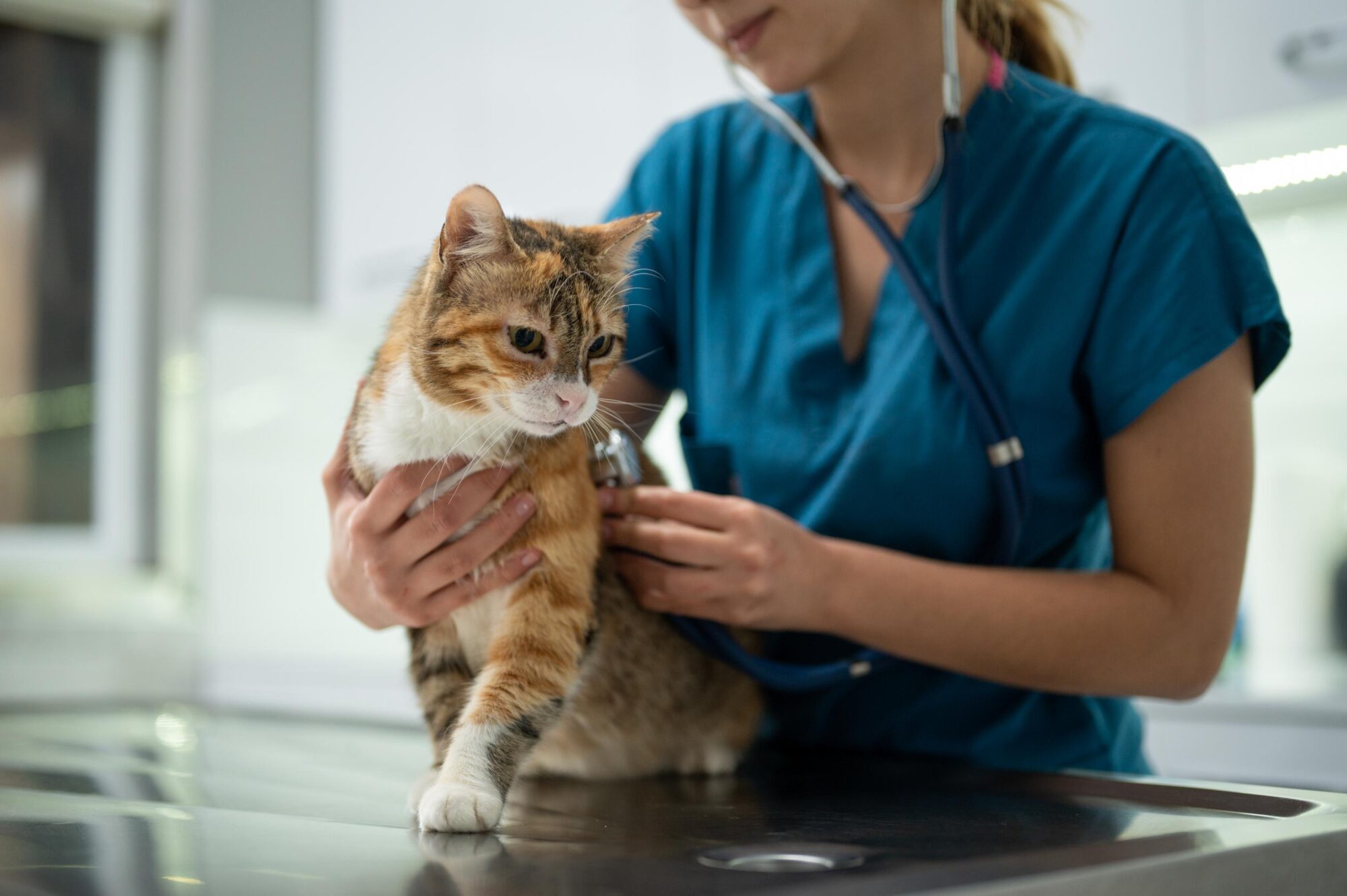 cat at vet exam. 