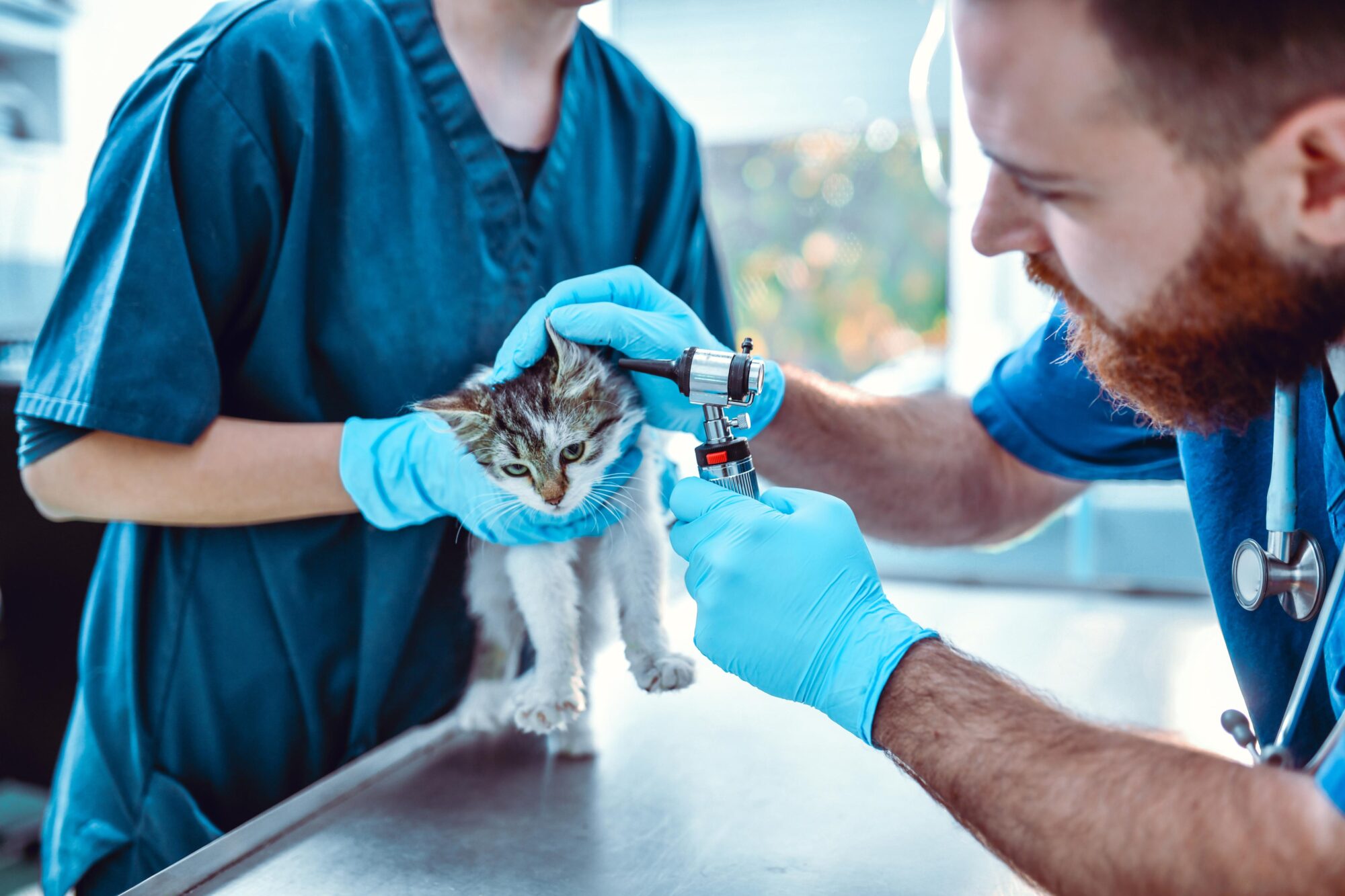 vet checking cat's ears