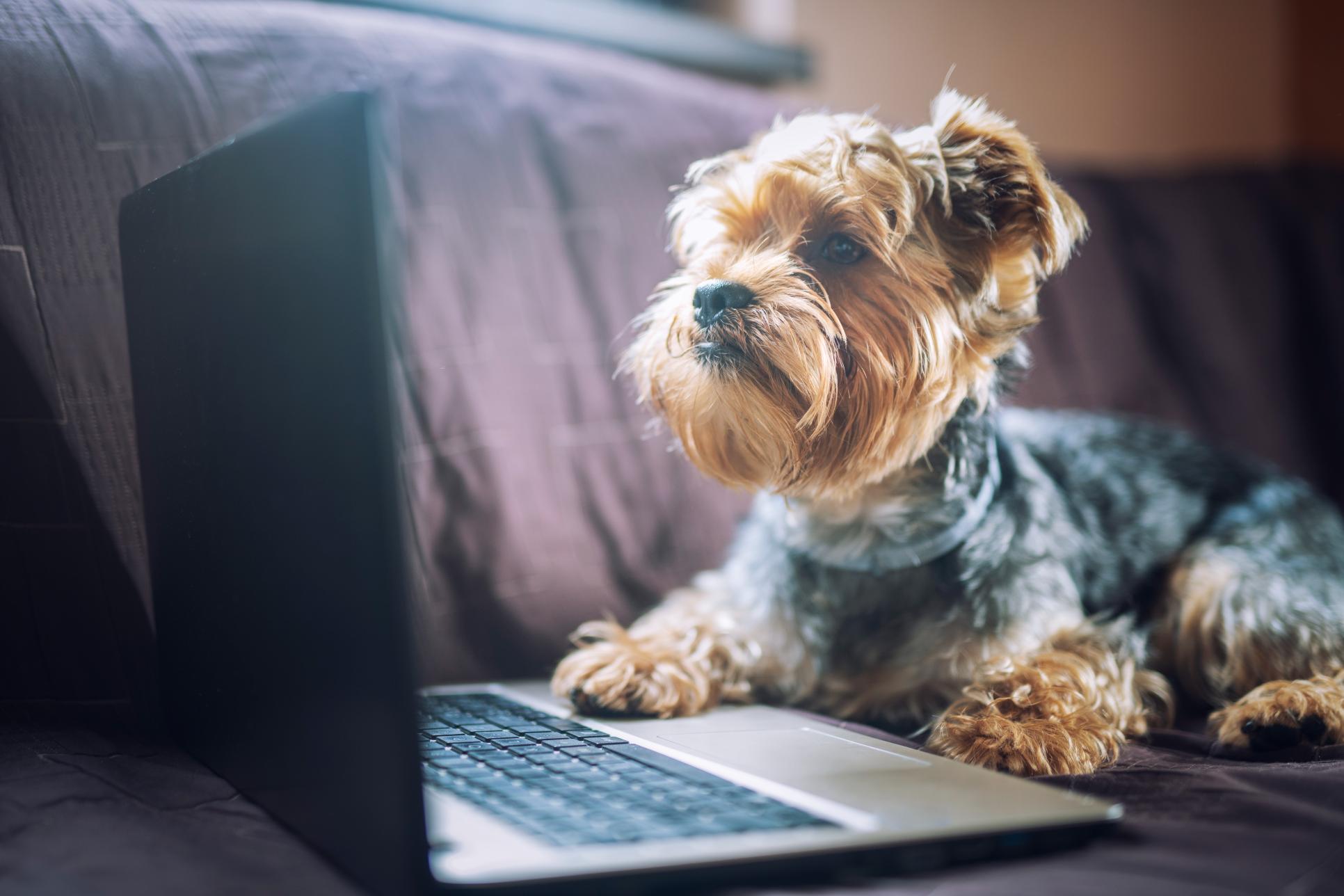 How to Create a Monthly Health Checklist for Your Pet