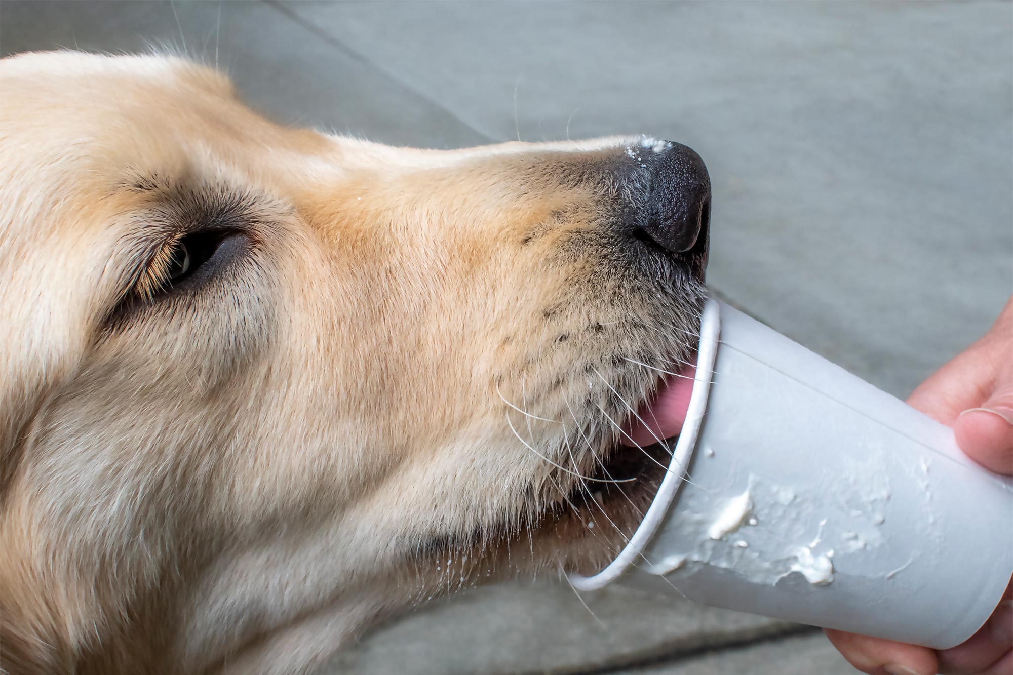Are Pup Cups Safe for Your Dog?