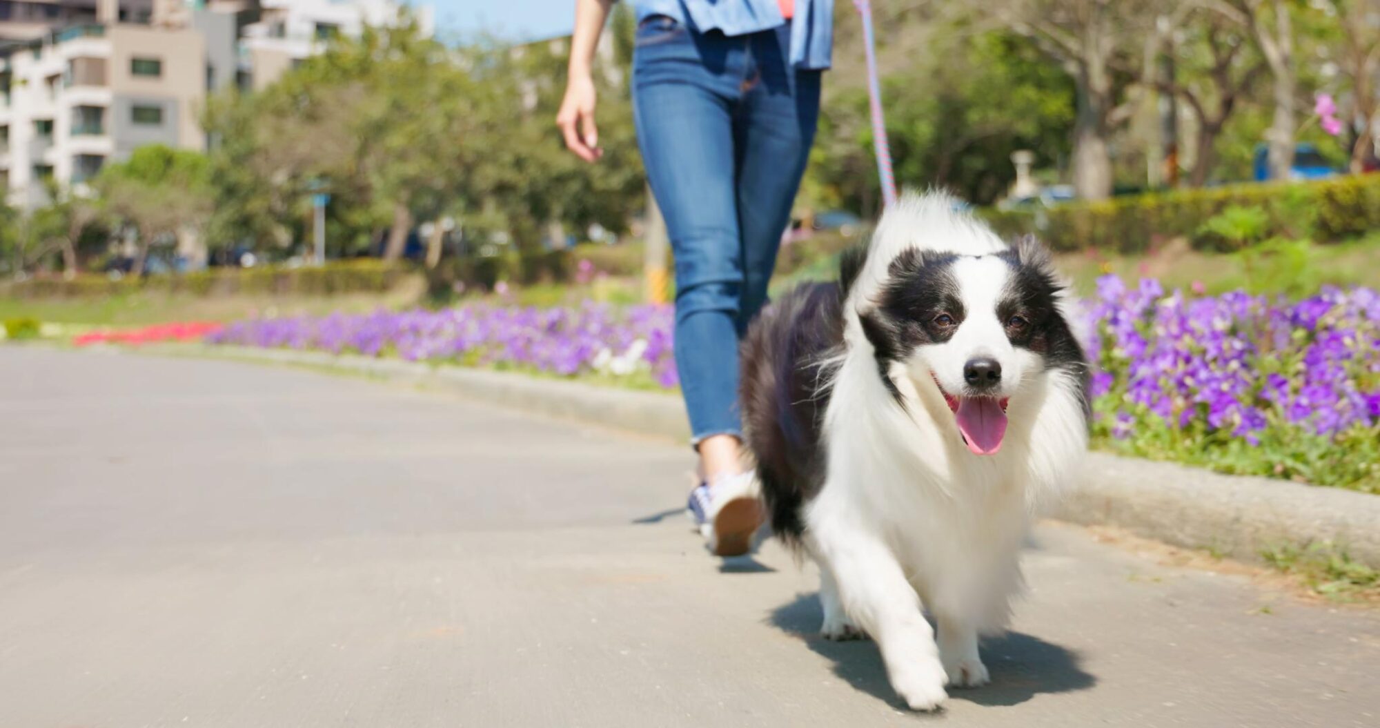 Dog walking outside .
