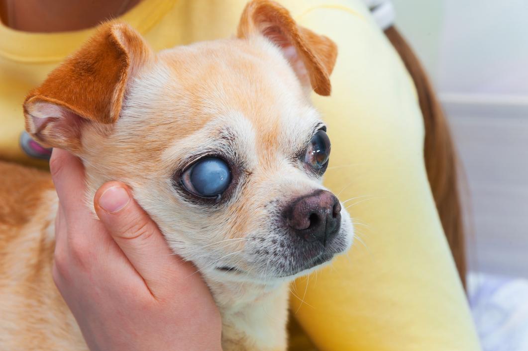 Chihuahua with cataracts.